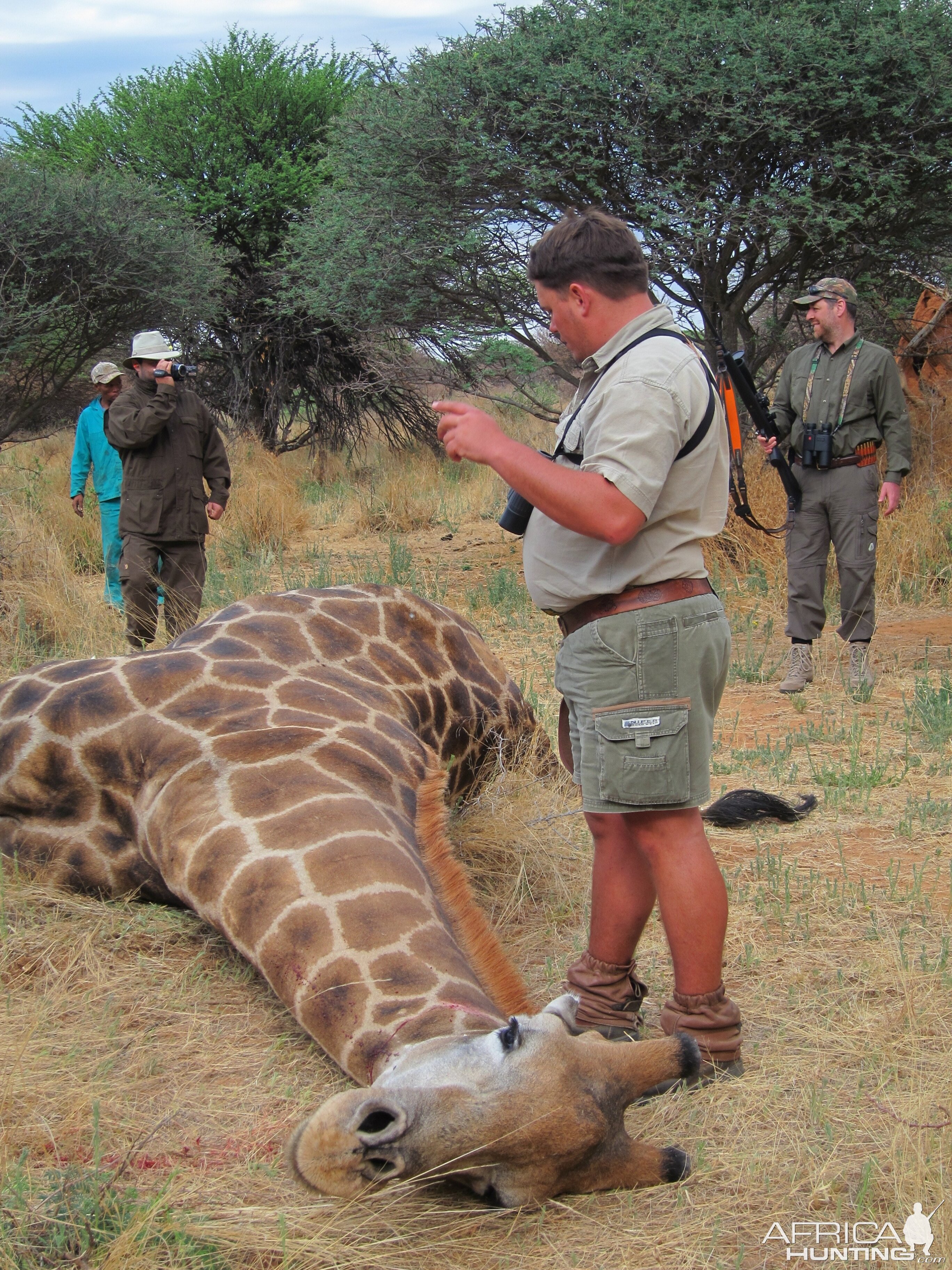 Setting up a Giraffe for trophy pictures