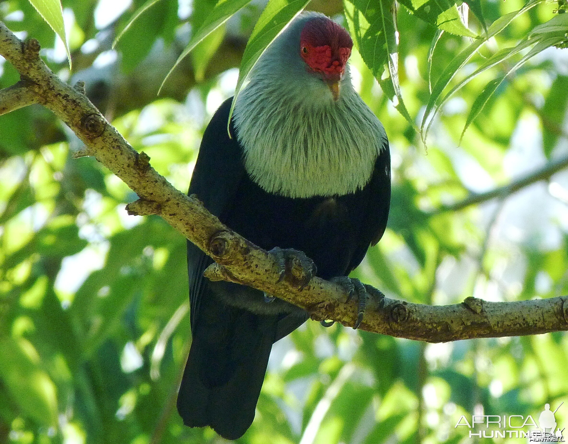 Seychelles Blue Pigeon