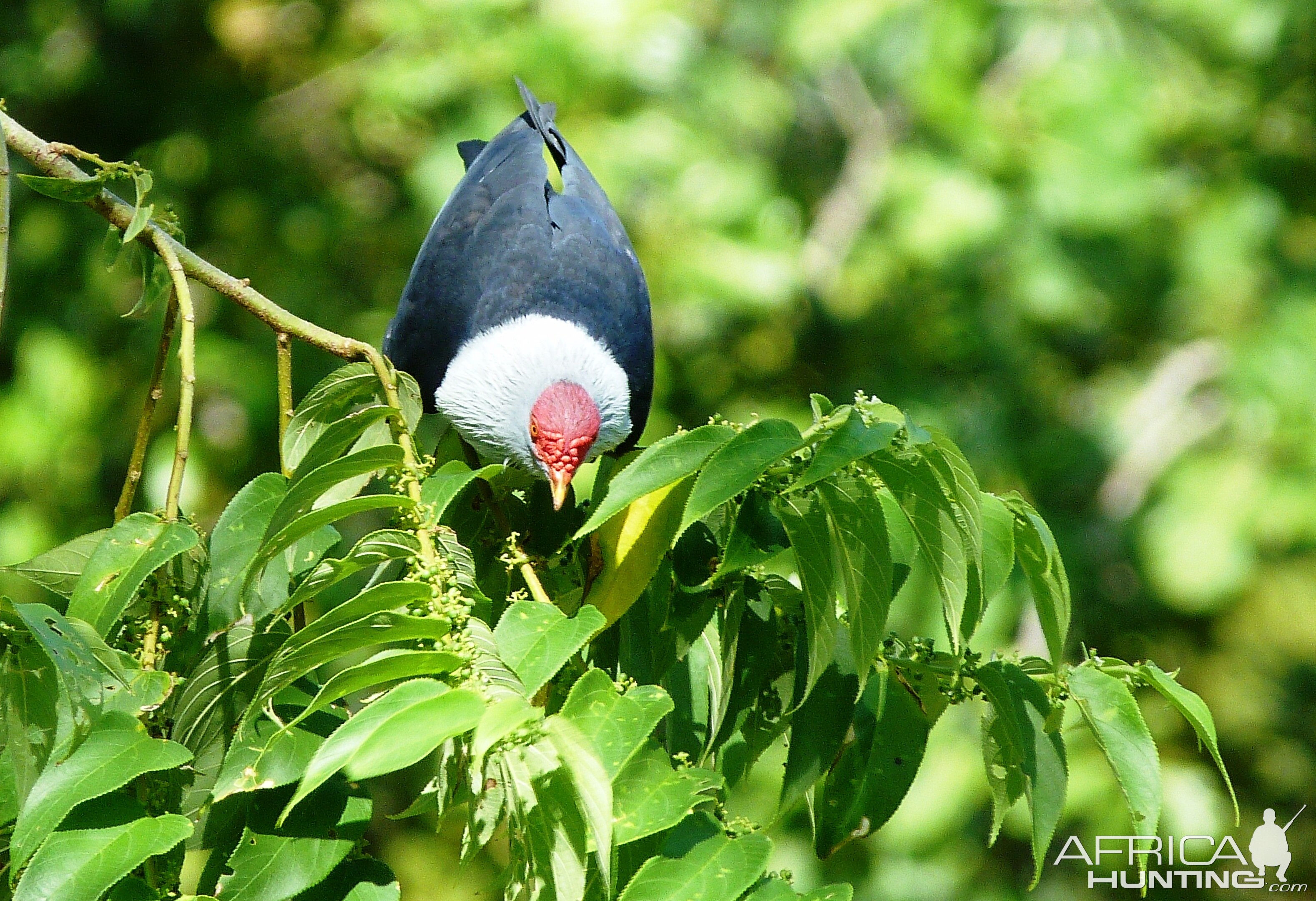 Seychelles Blue Pigeon