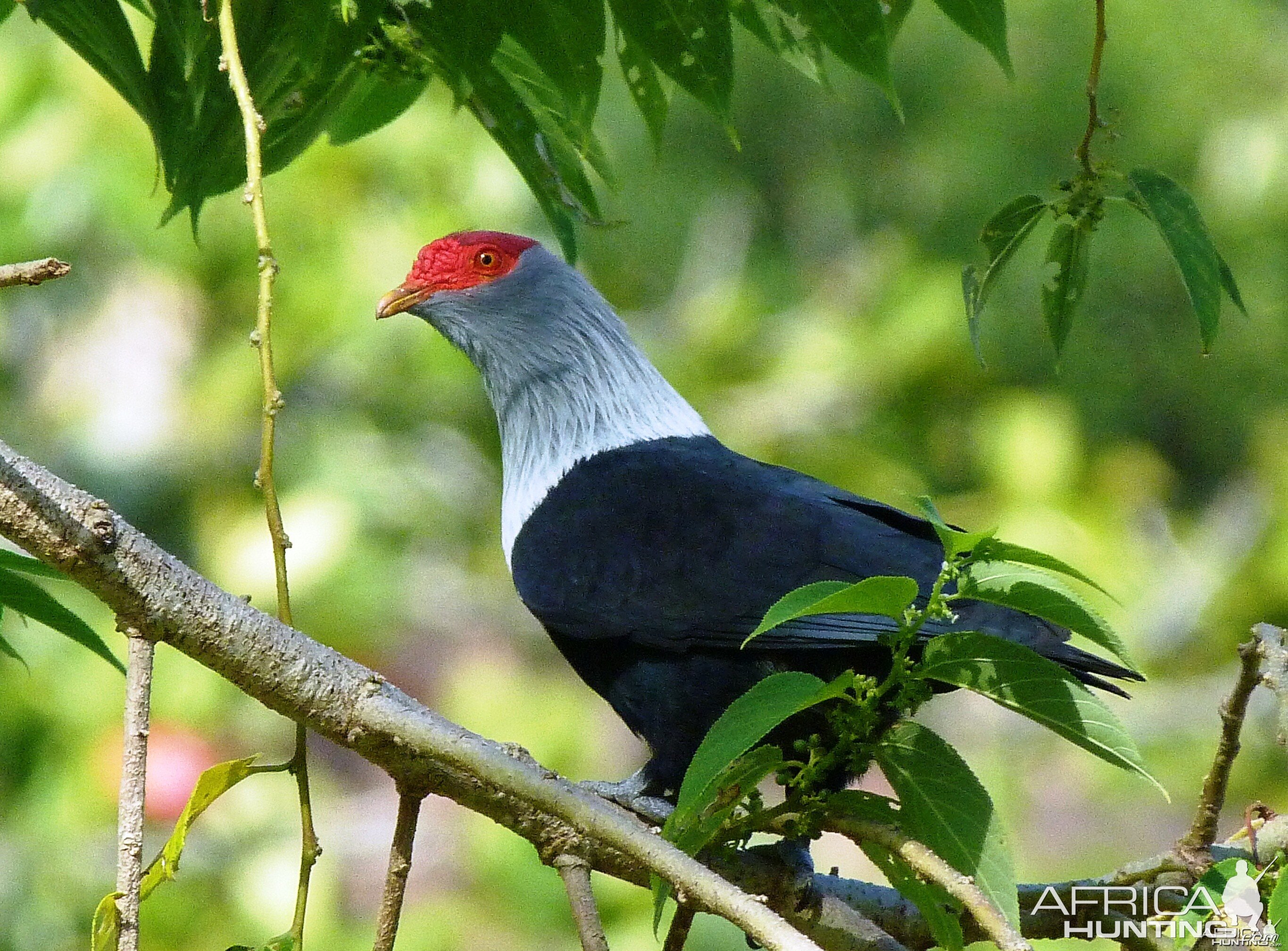 Seychelles Blue Pigeon | AfricaHunting.com