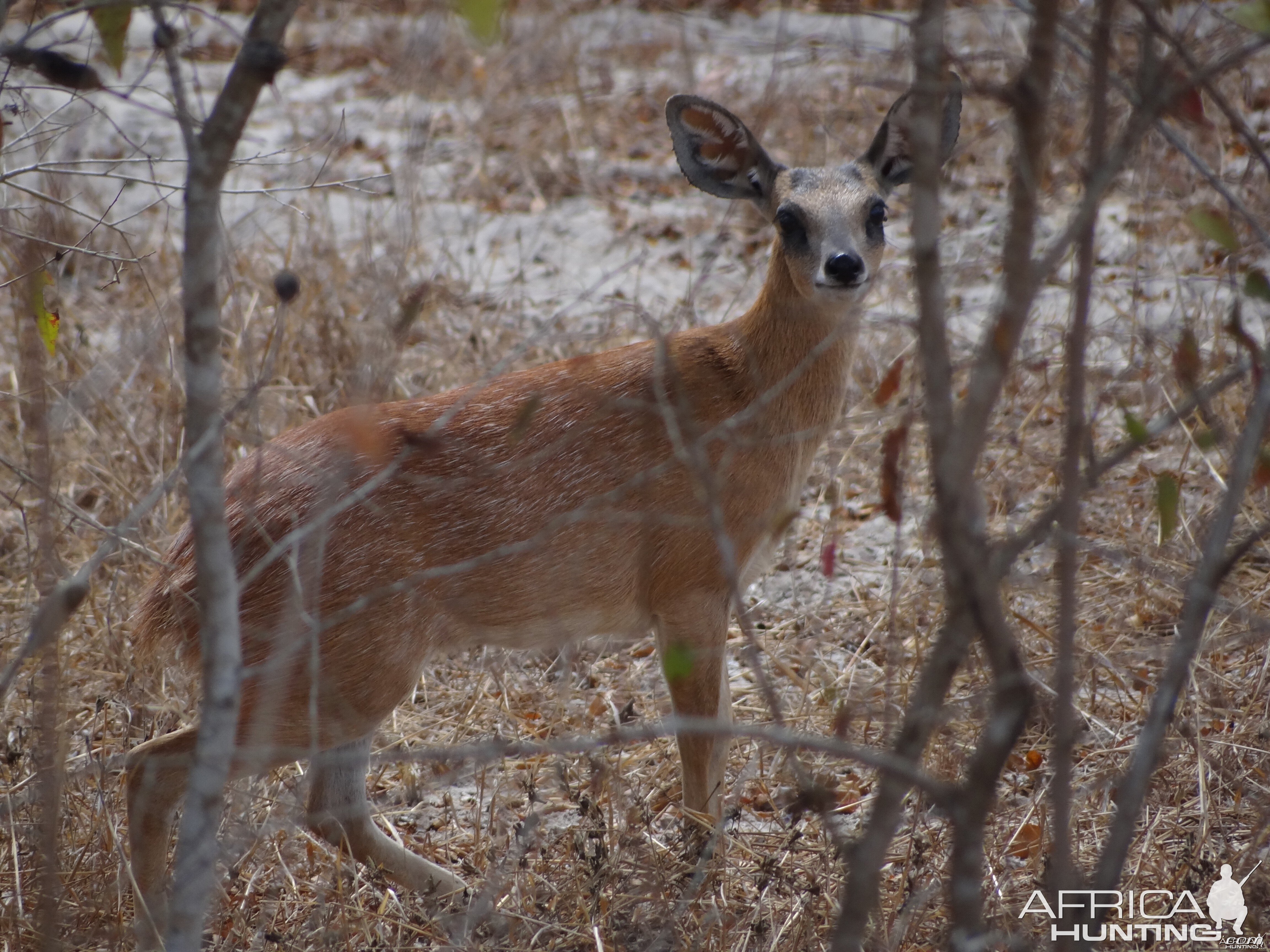 Sharpe Grysbuck - Tanzania