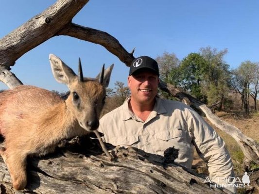 Sharpe's Grysbok Hunt Zimbabwe