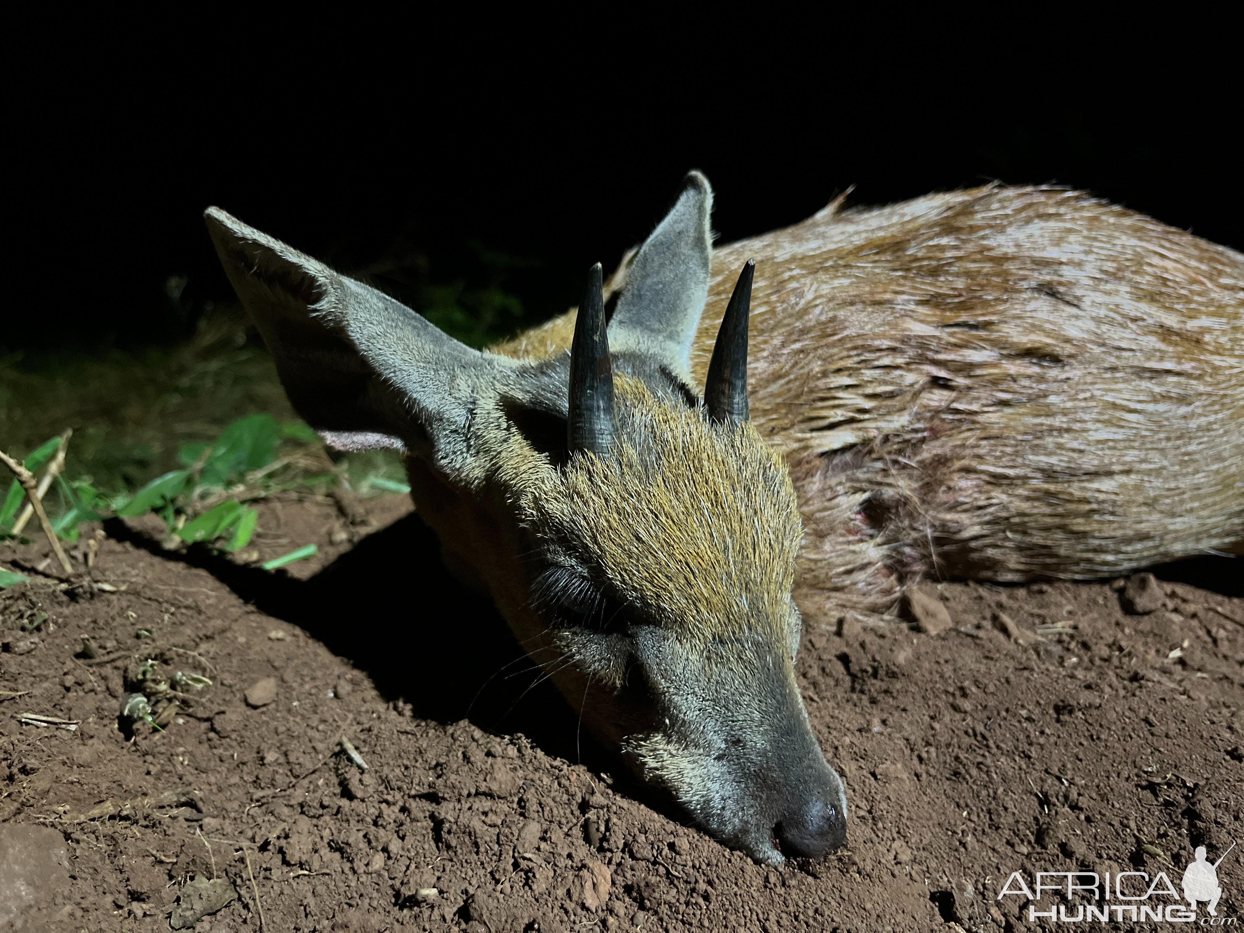 Sharpe's Grysbok South Africa Hunt