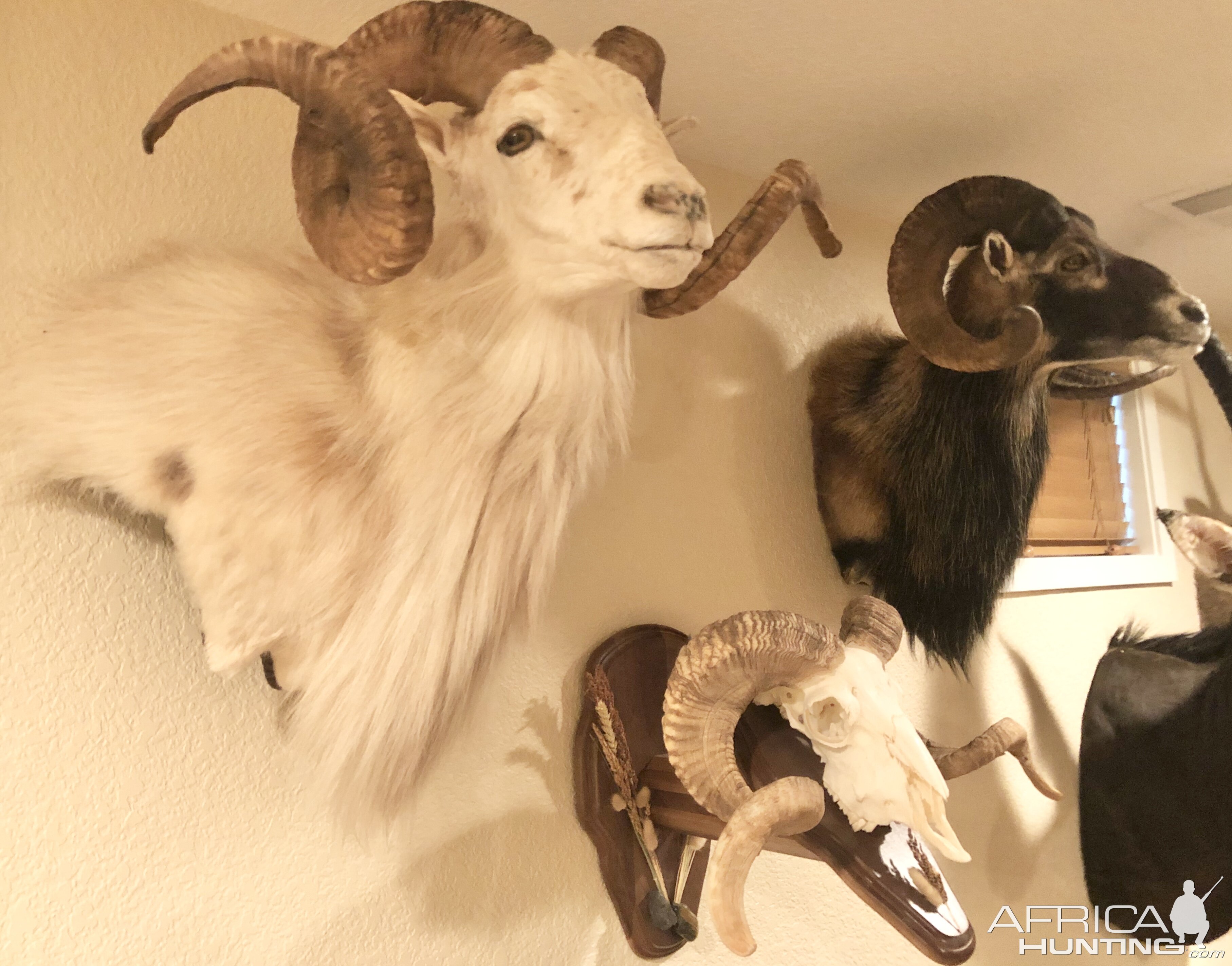 Sheep Shoulder Mounts Taxidermy