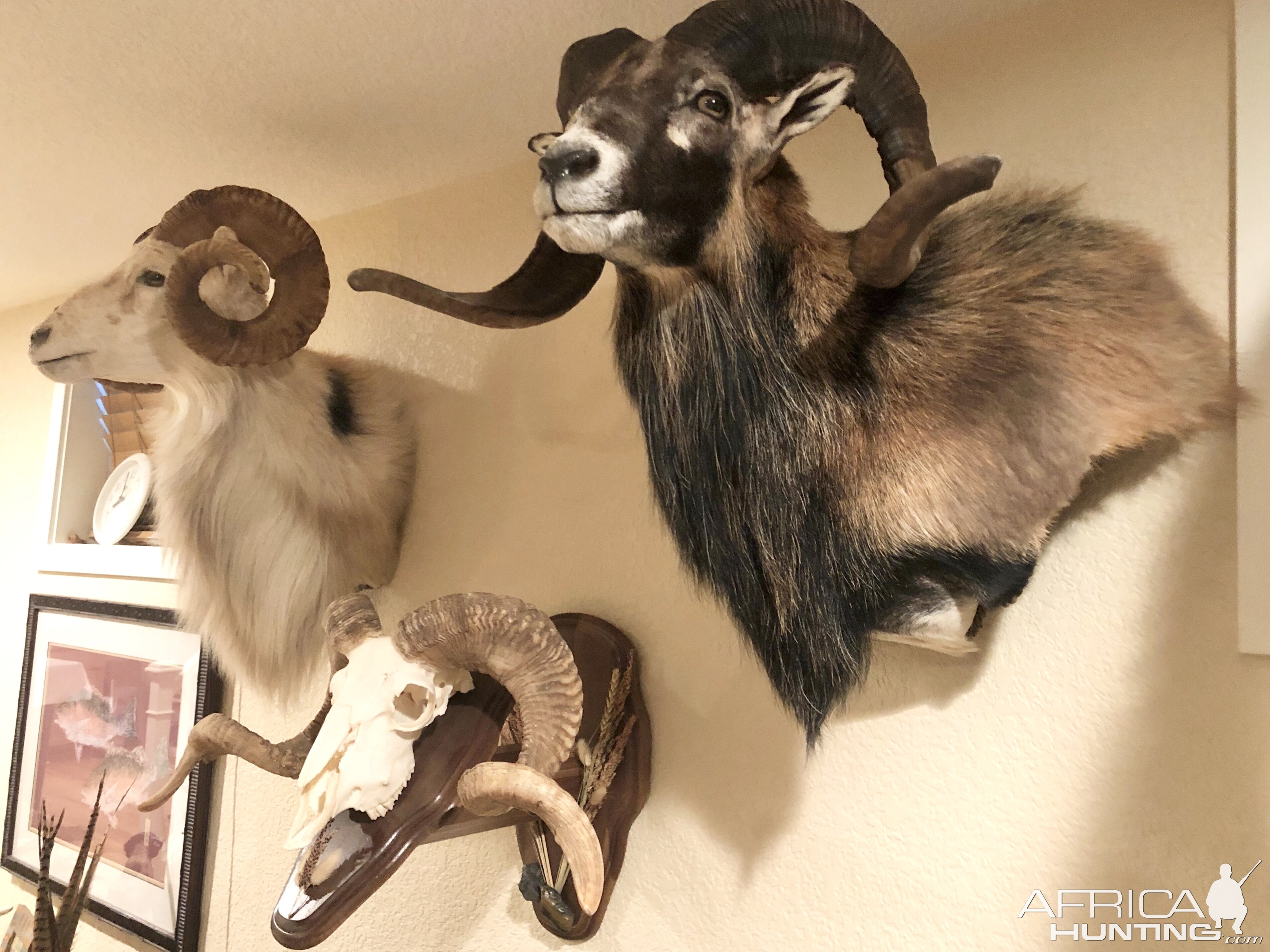 Sheep Shoulder Mounts Taxidermy