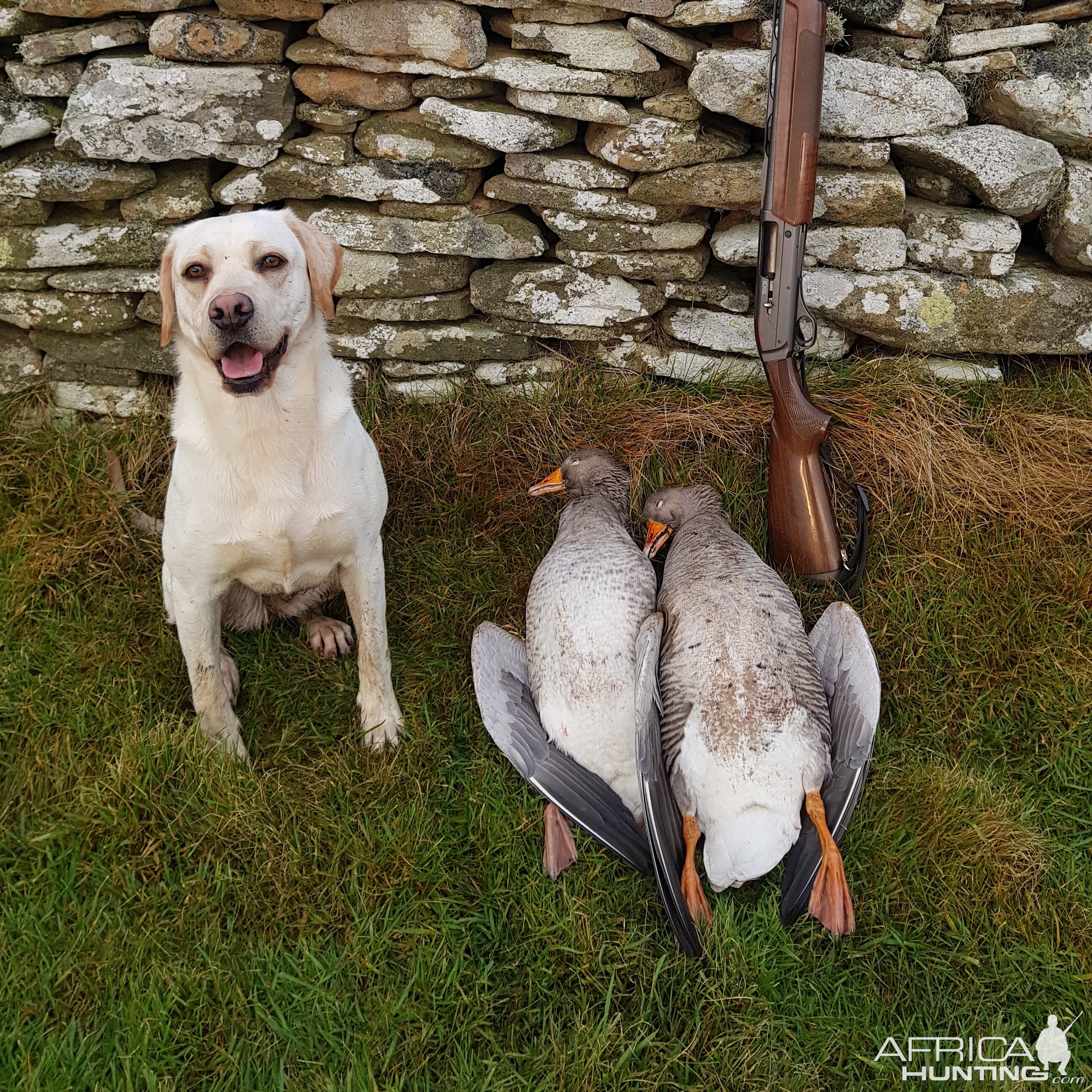 Shetland Hunting Duck