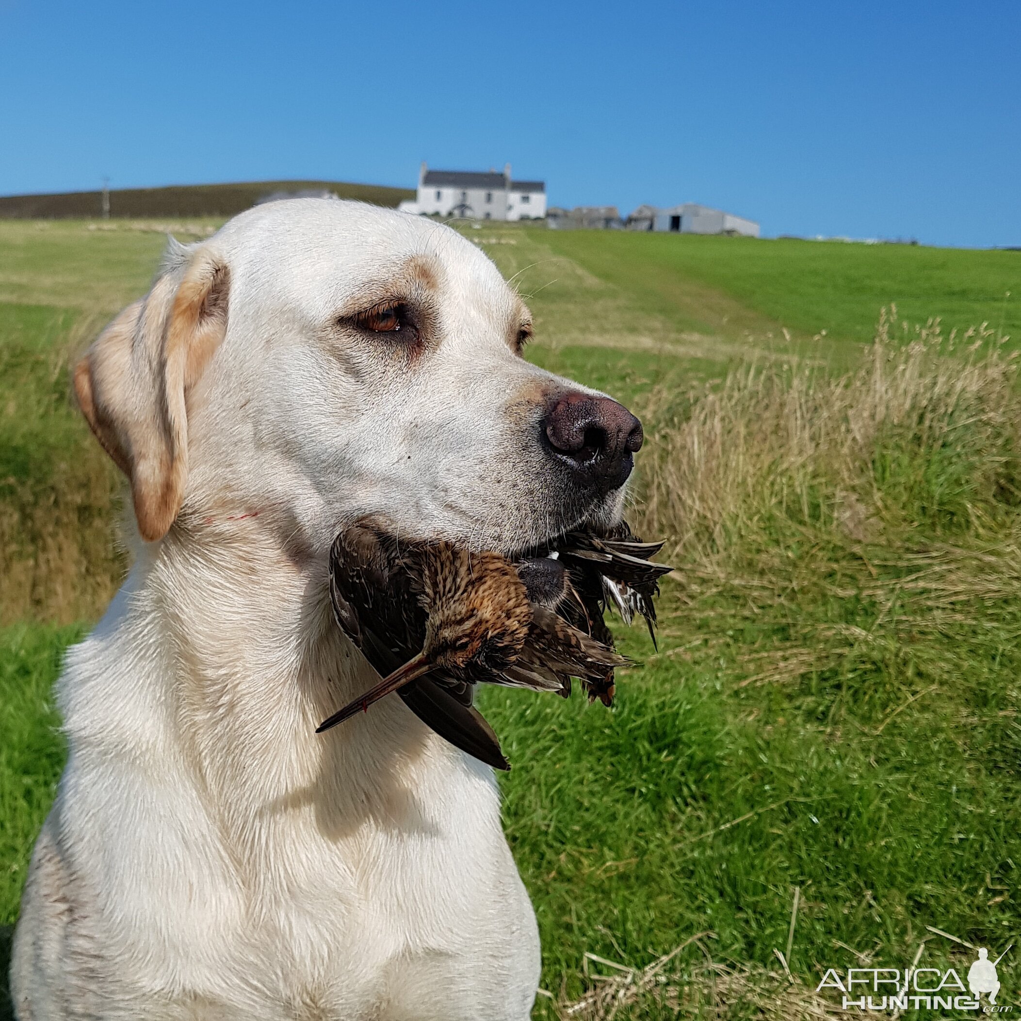 Shetland Hunting Woodcock