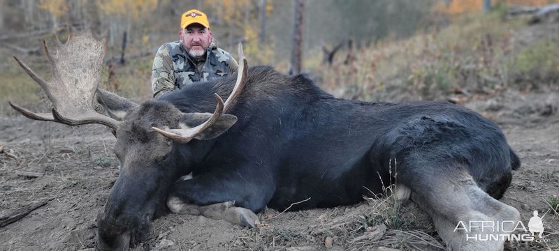 Shiras Moose Hunt Wyoming