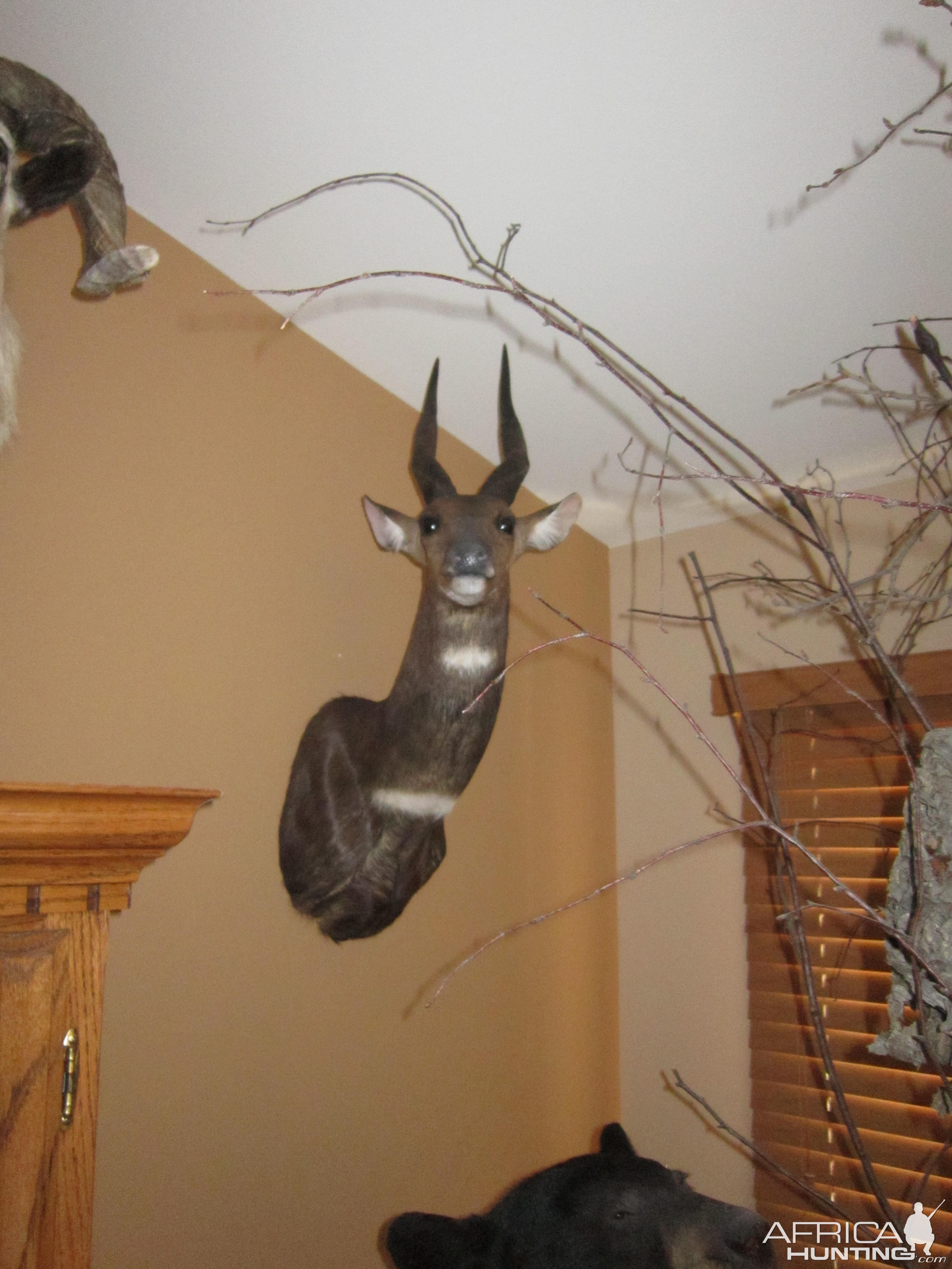 Shoulder Mount Bushbuck Taxidermy