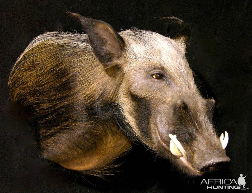 Shoulder Mount Bushpig Taxidermy