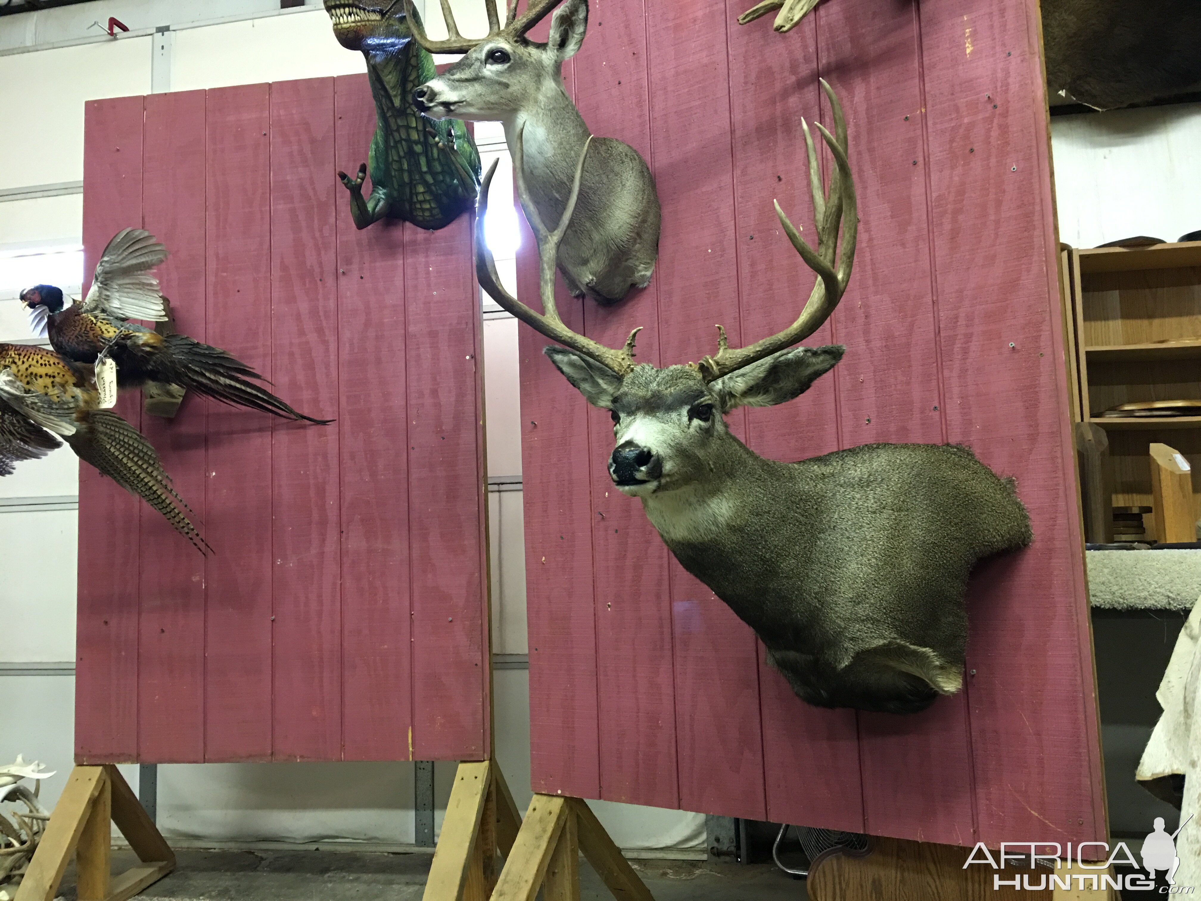 Shoulder Mount Deer Taxidermy