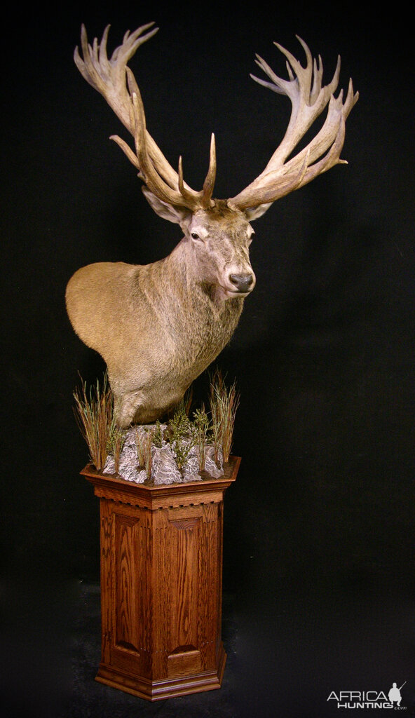 Shoulder Mount New Zealand Stag Taxidermy