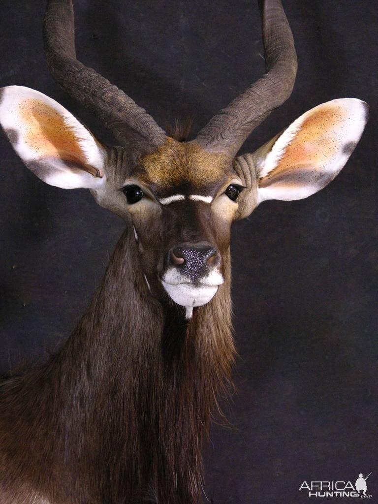 Shoulder Mount Nyala Taxidermy | AfricaHunting.com