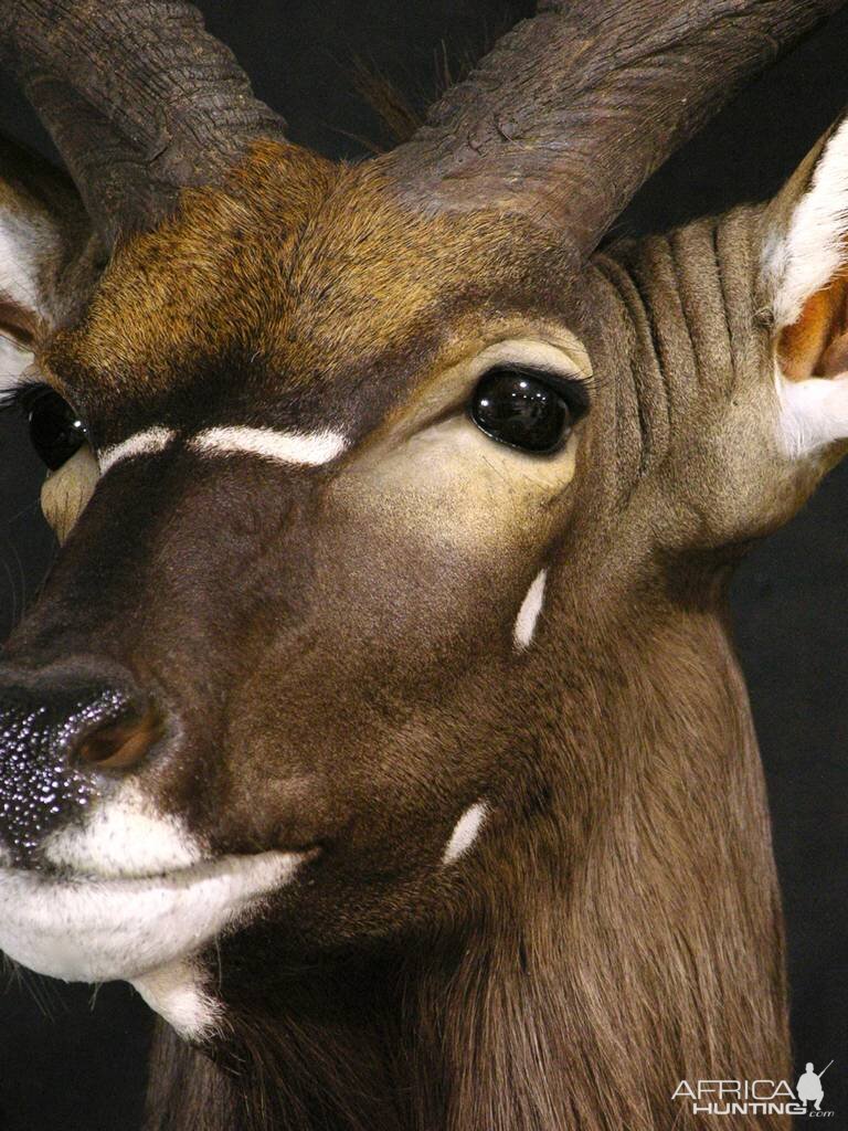 Shoulder Mount Nyala Taxidermy