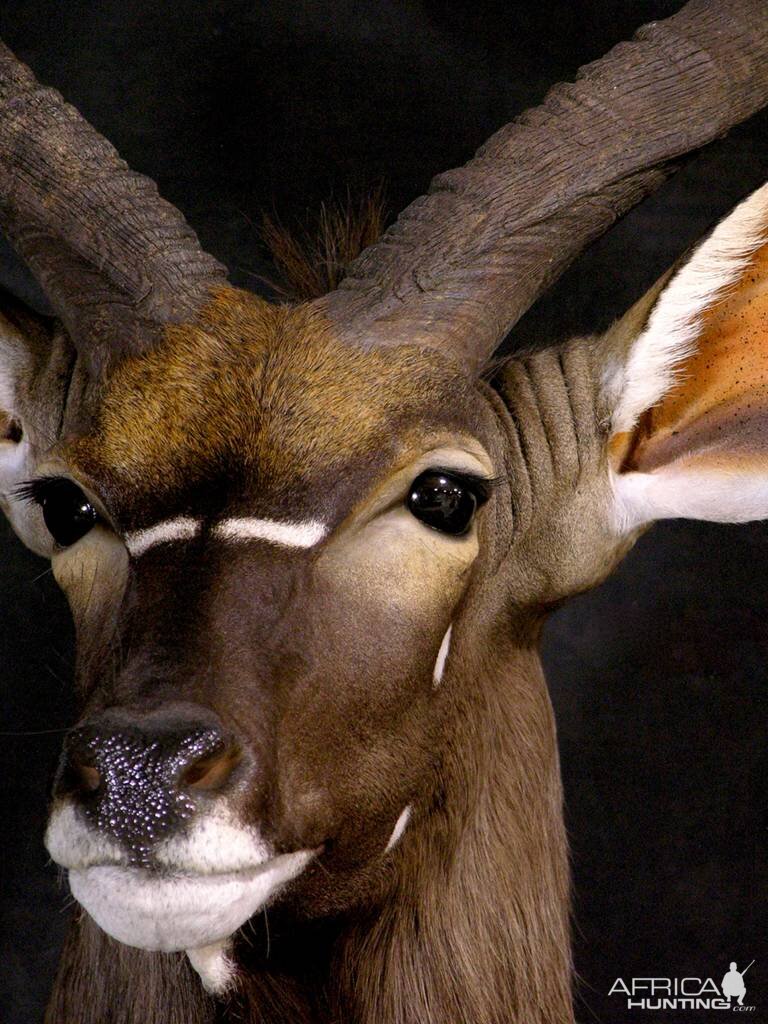 Shoulder Mount Nyala Taxidermy