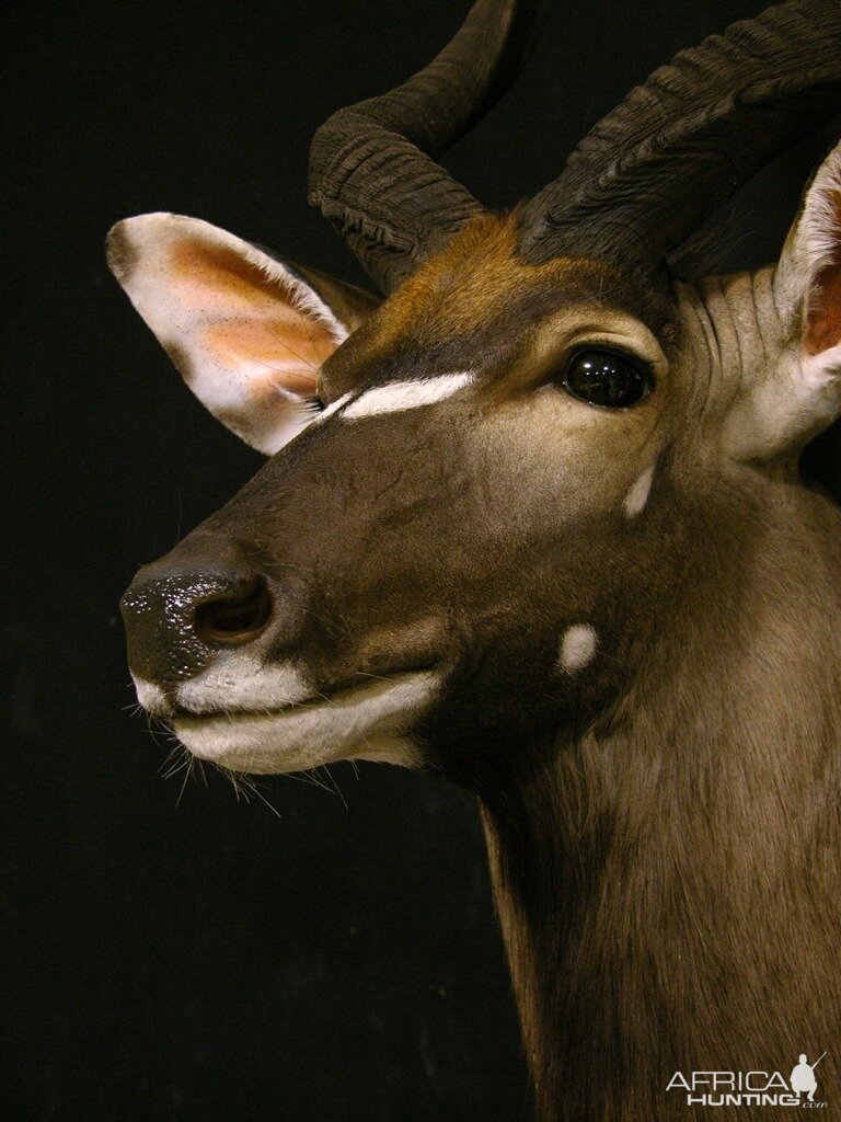 Shoulder Mount Taxidermy 30" Inch Nyala Close Up