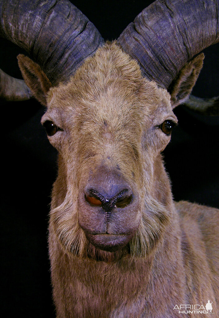 Shoulder Mount  Taxidermy Dagestan Tur