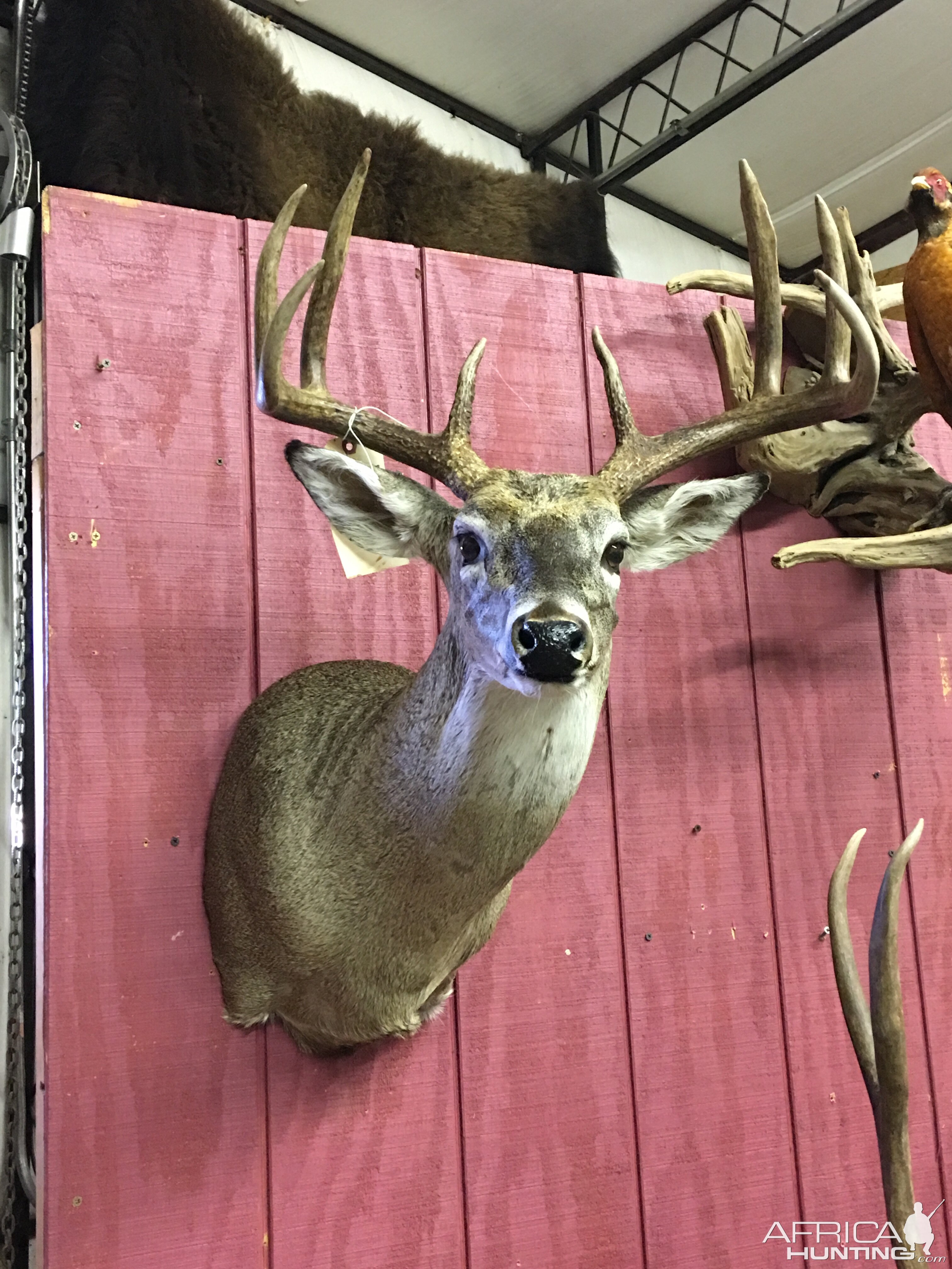 Shoulder Mount Taxidermy Deer