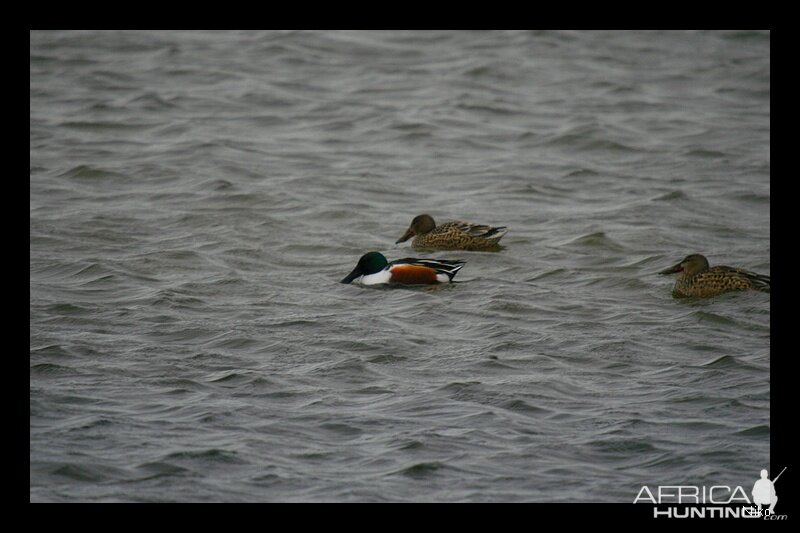 Shovelers