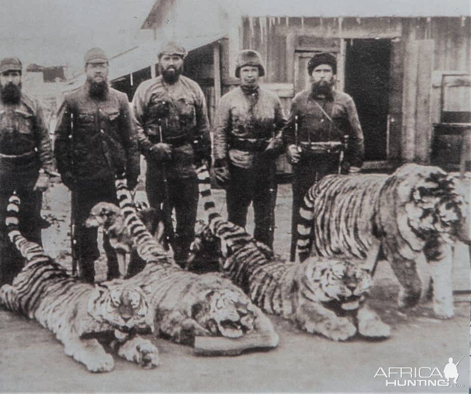 siberian tiger poaching