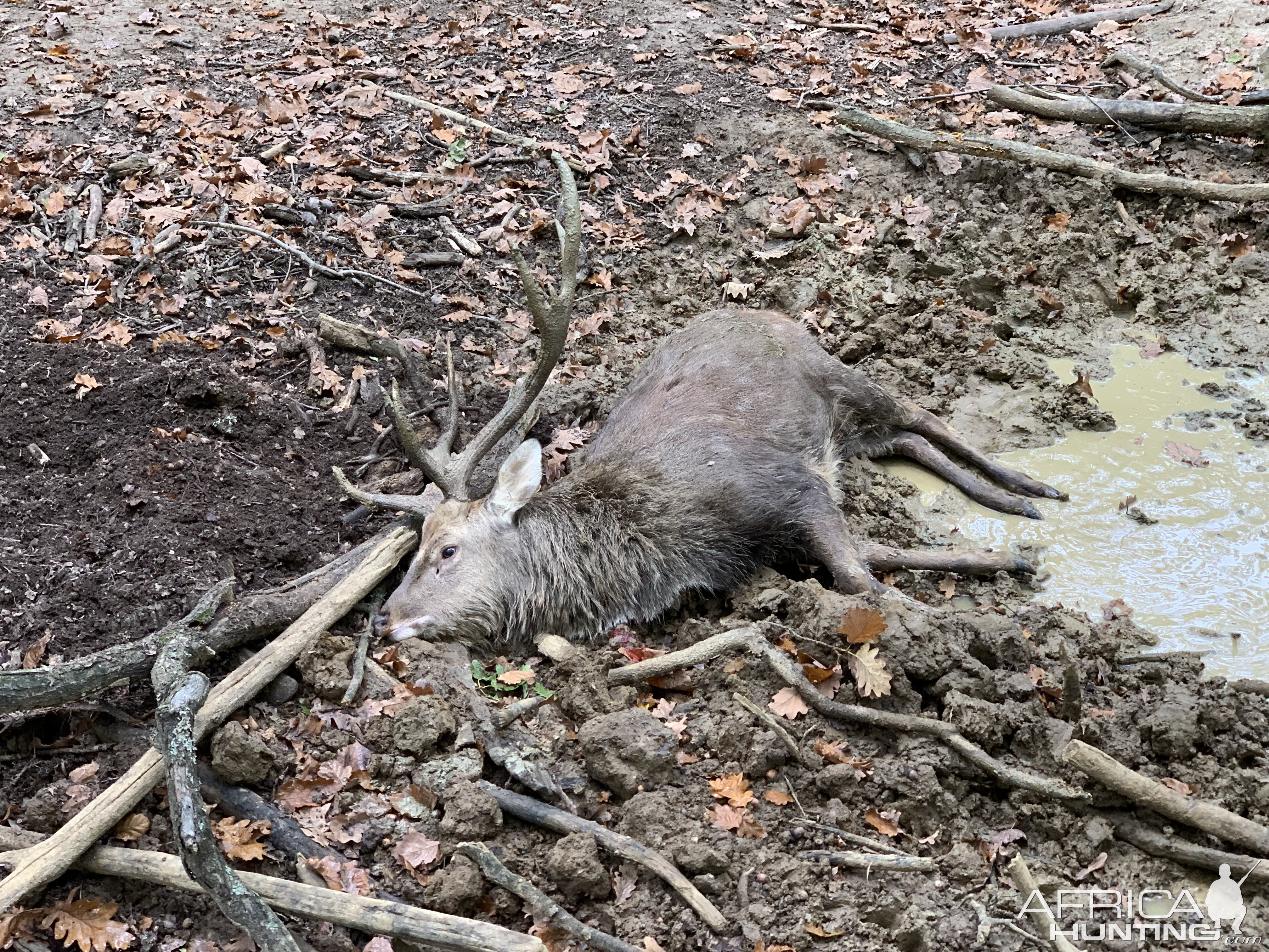 Sika Deer Hunt Austria