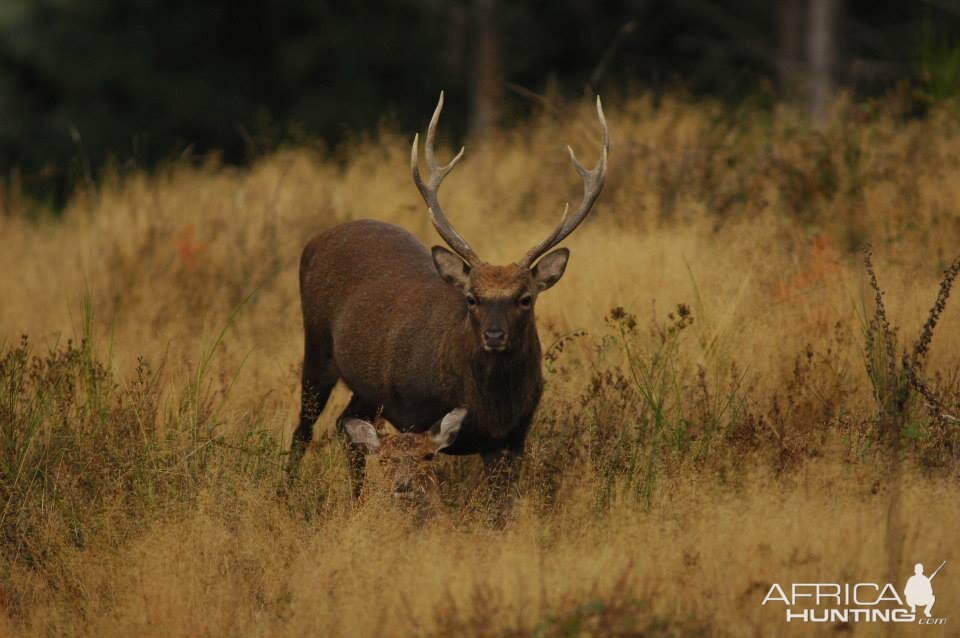 Sika Deer hunting in France