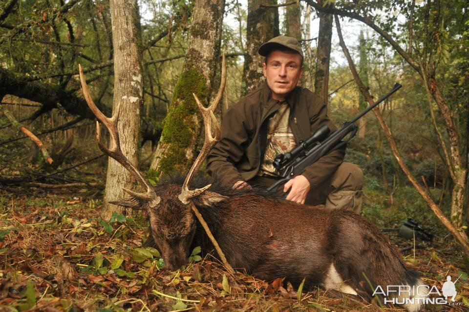 Sika Deer Hunting in France