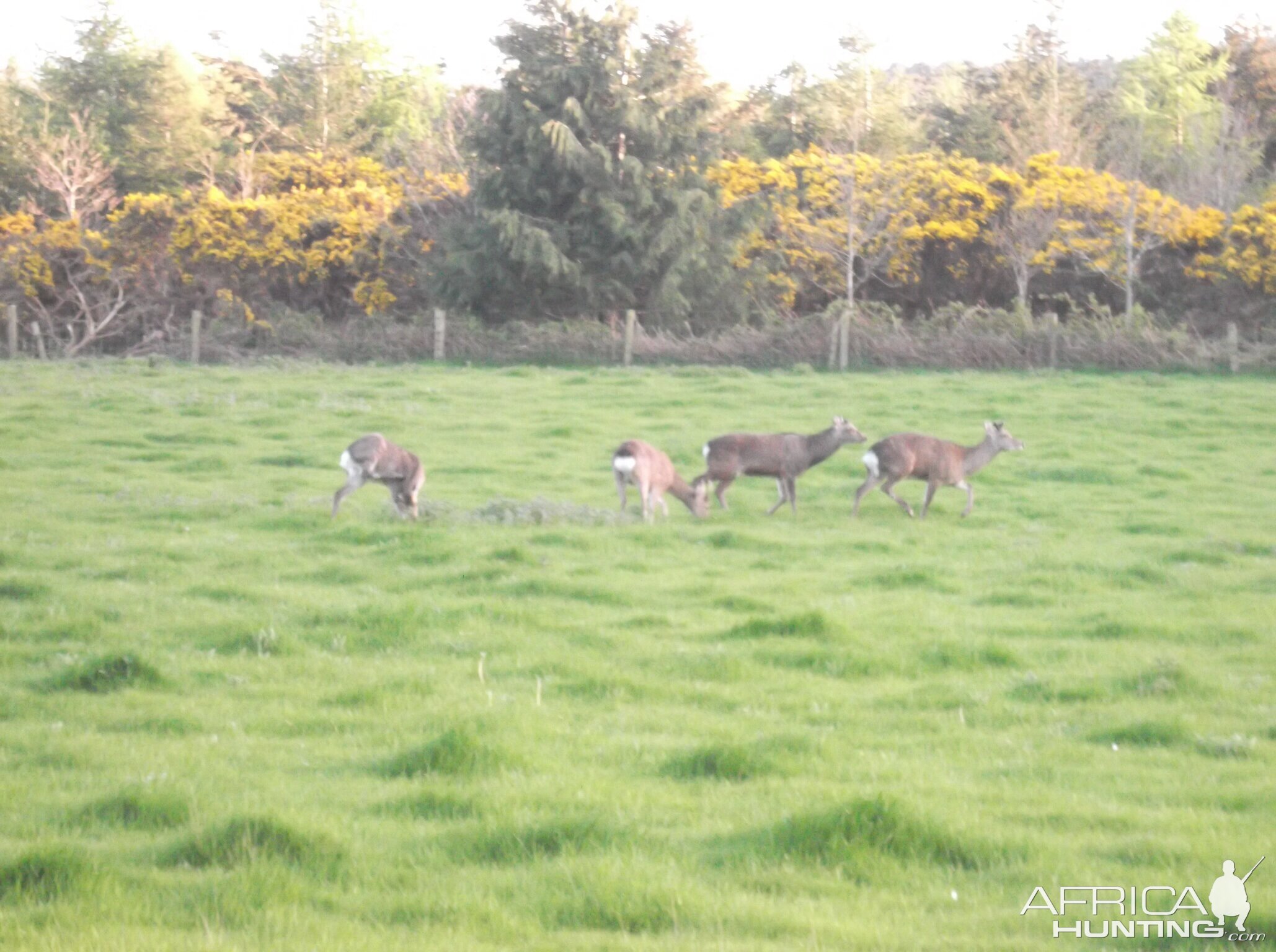 Sika deer