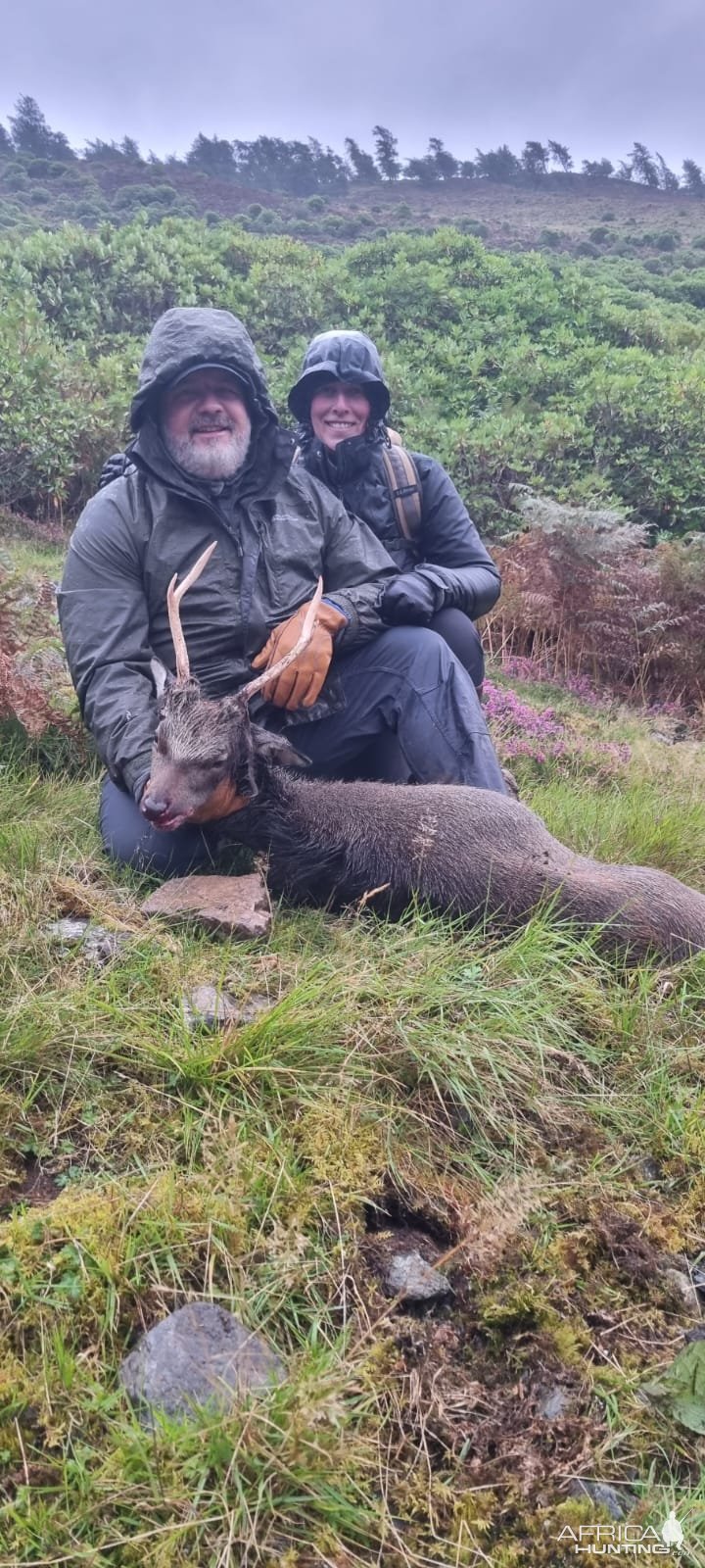 Sika Stag Hunt Scotland