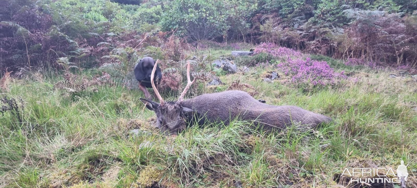 Sika Stag Hunt Scotland