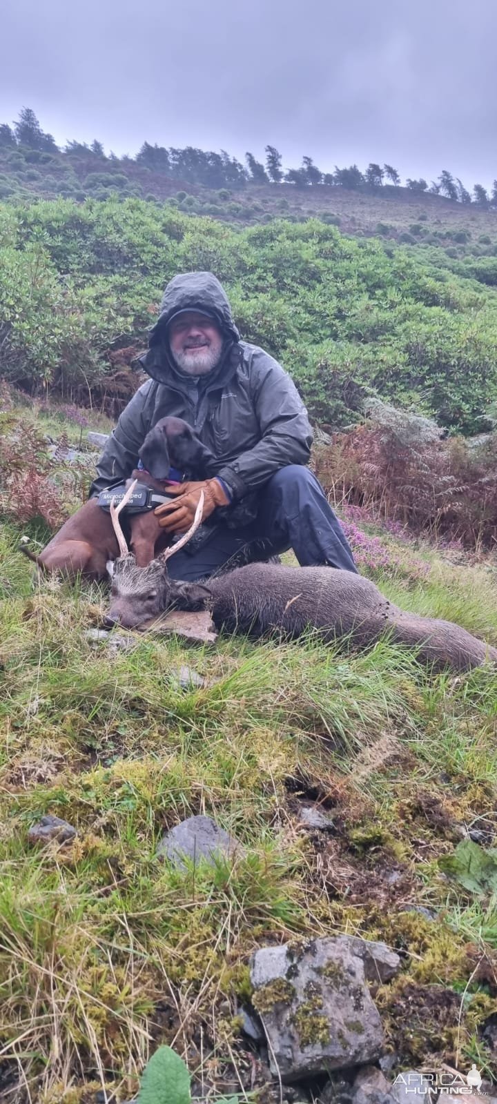 Sika Stag Hunt Scotland