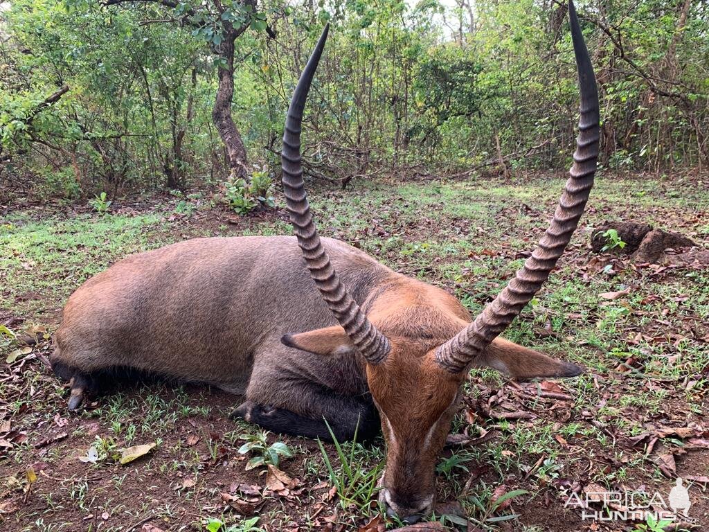 Sing Sing Waterbuck Hunt Central African Republic