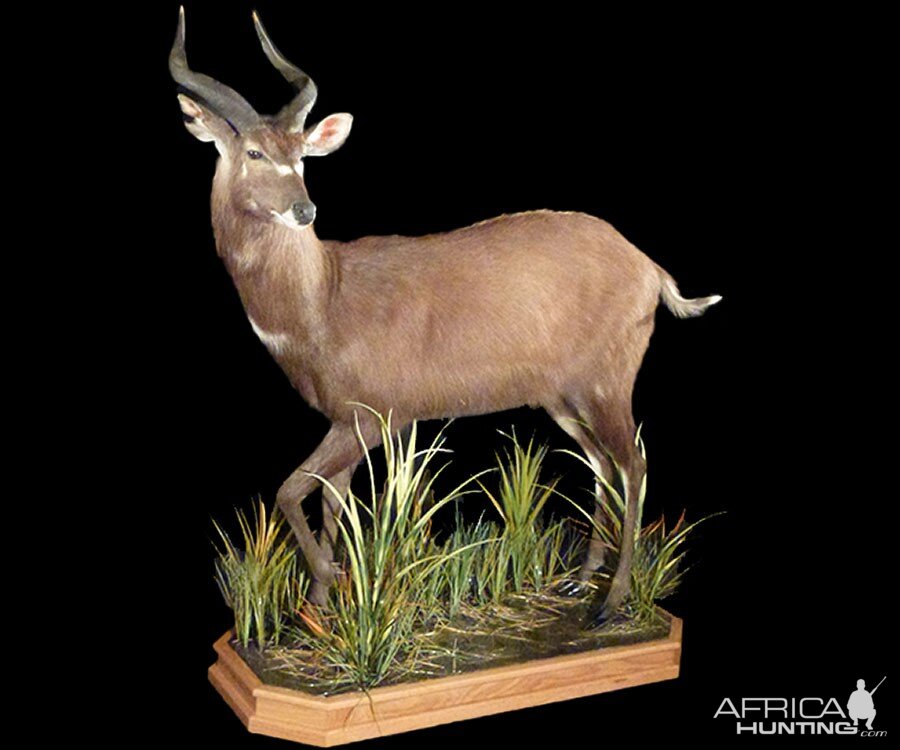 Sitatunga Full Mount Taxidermy