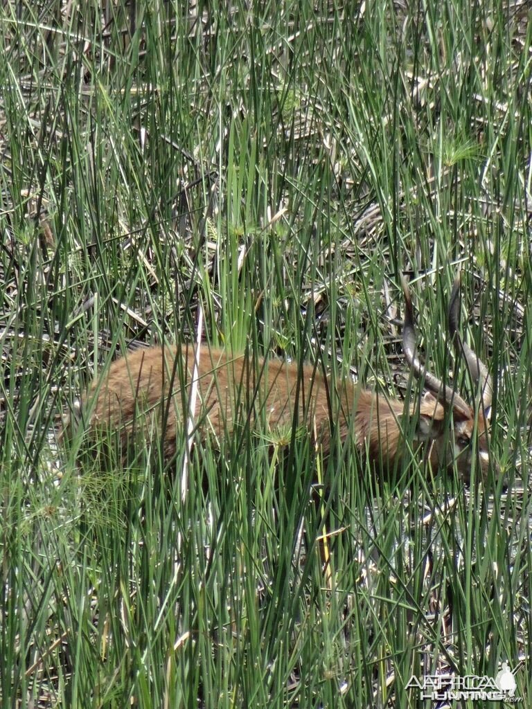 Sitatunga Uganda | AfricaHunting.com