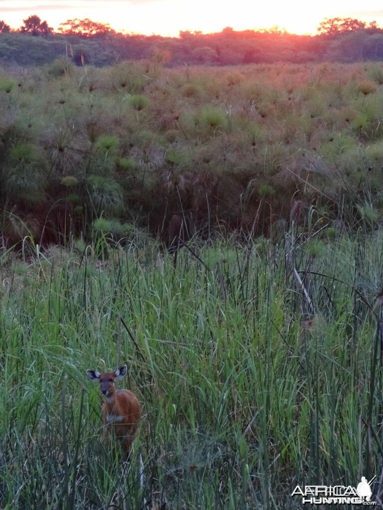 Sitatunga Uganda | AfricaHunting.com