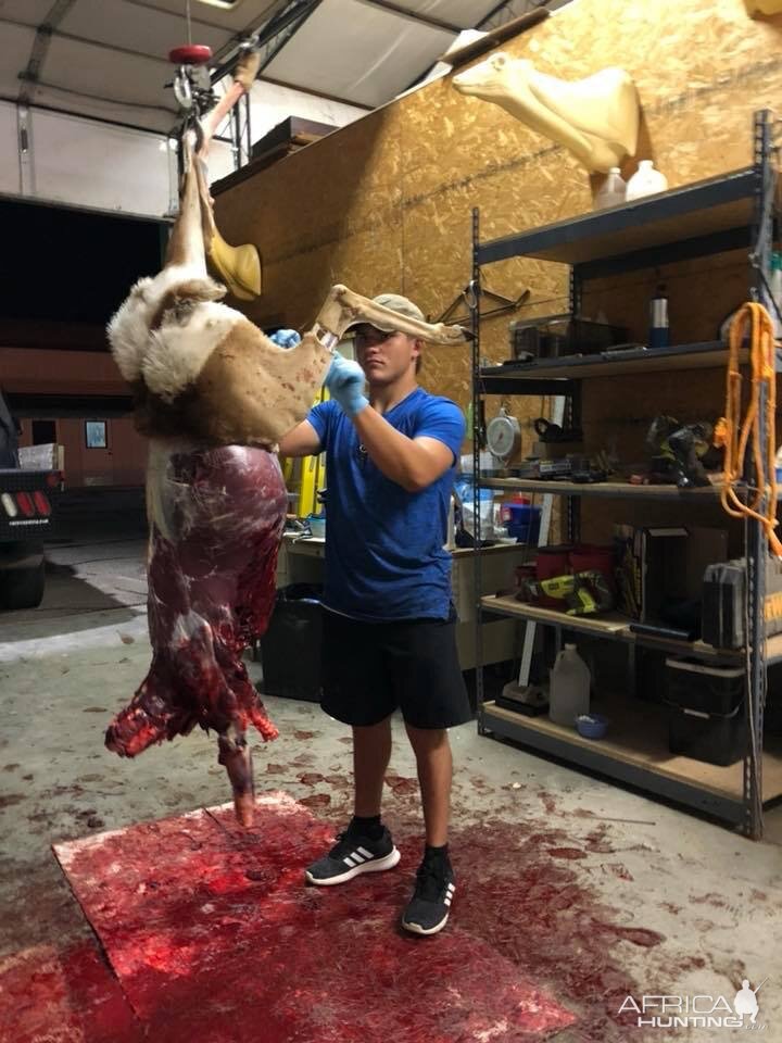 Skinning Deer