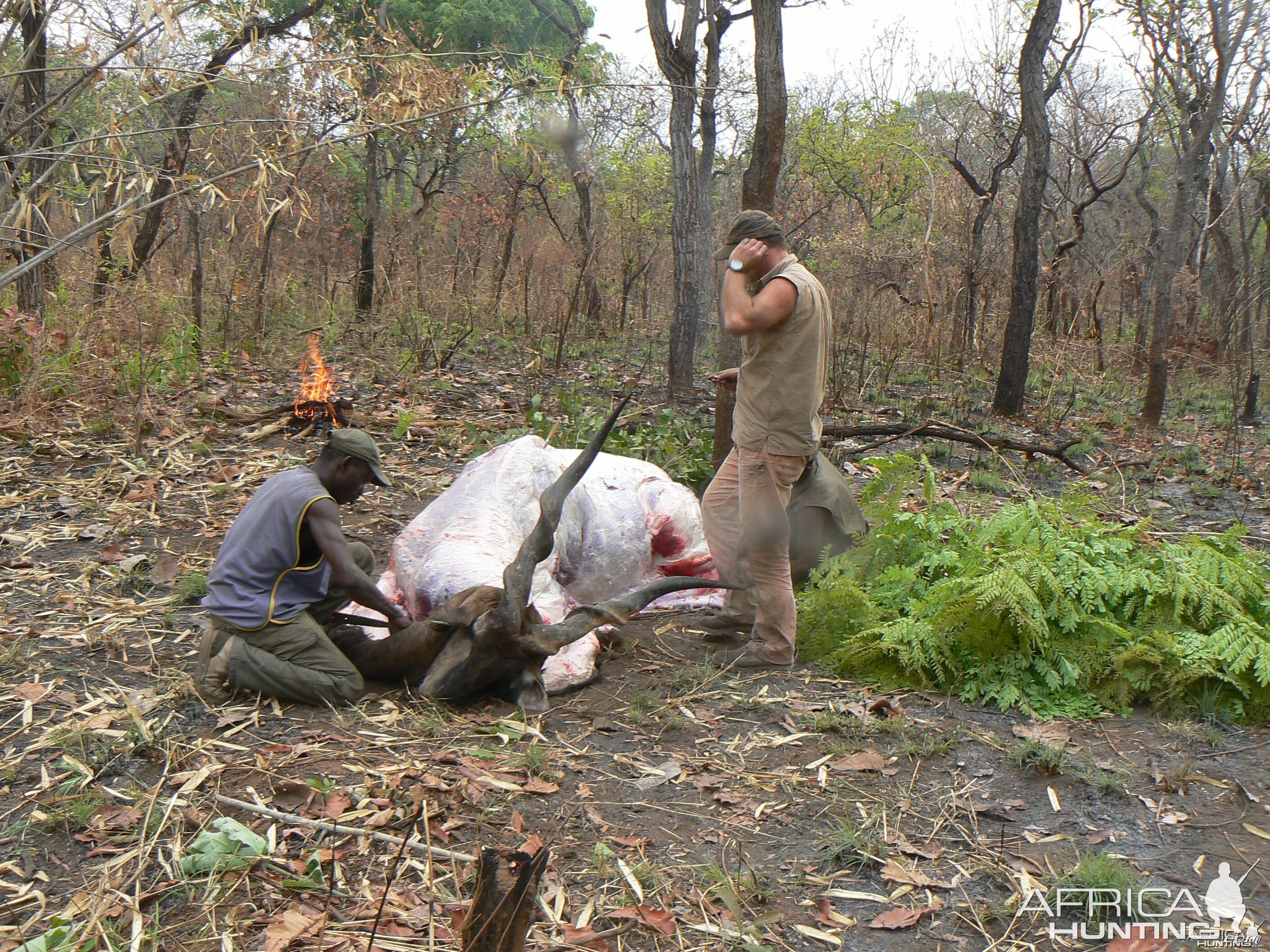 Skinning Derby eland CAR