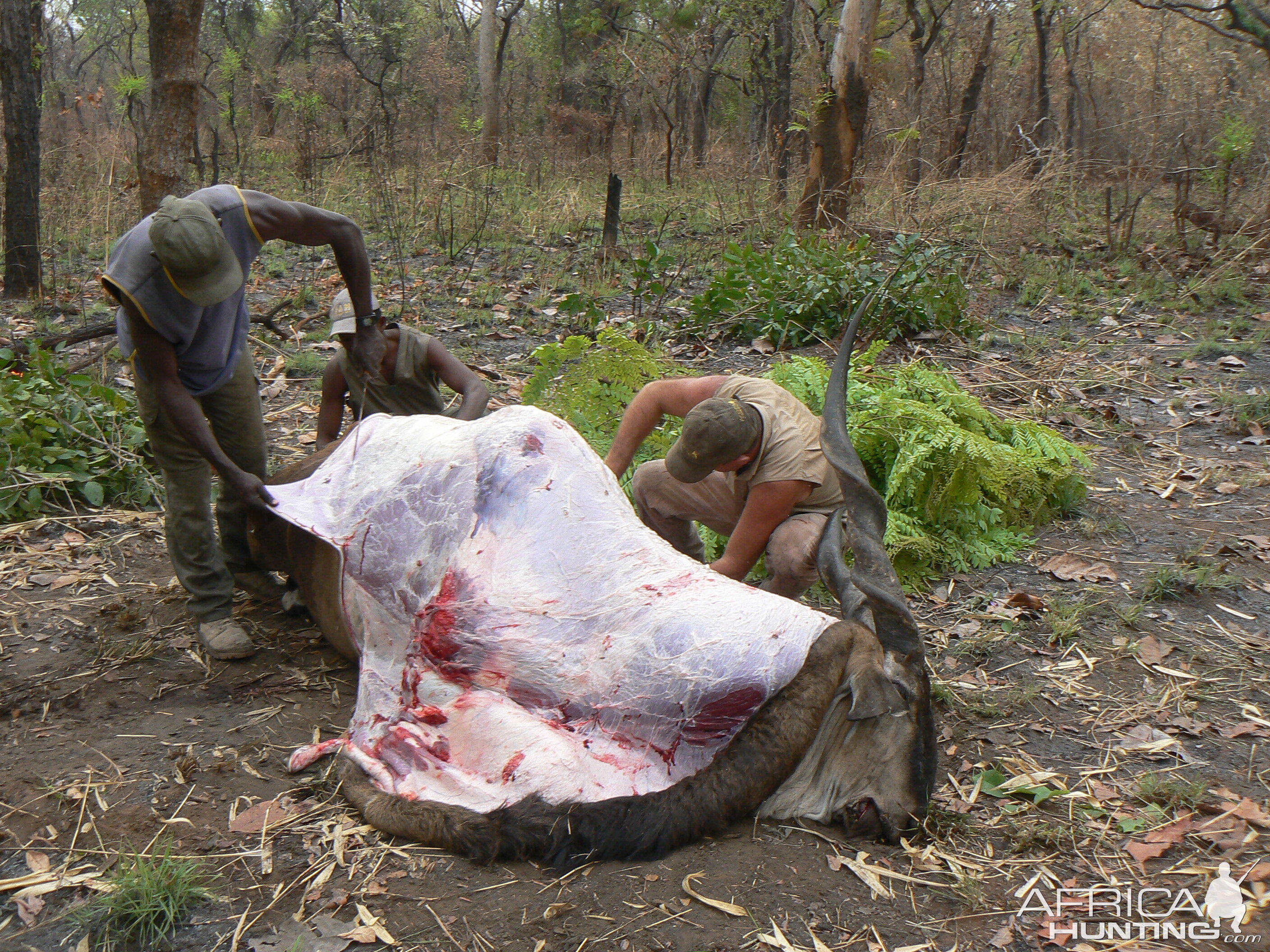 Skinning Derby eland CAR