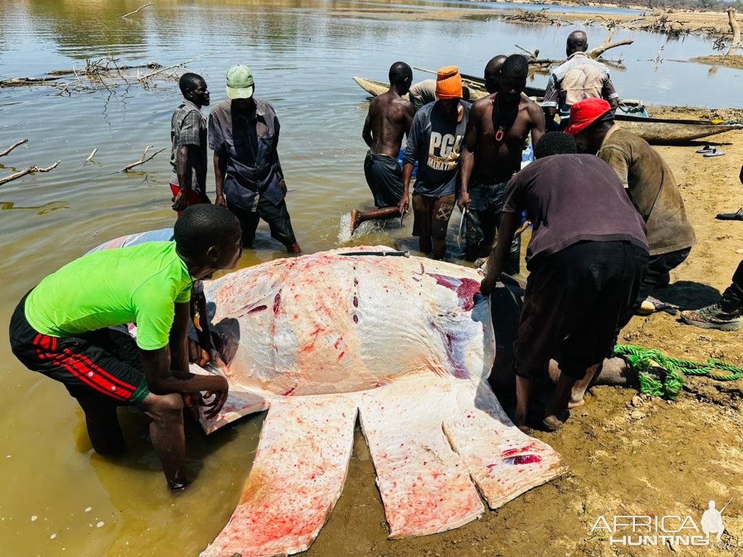 Skinning Hippo Zambia