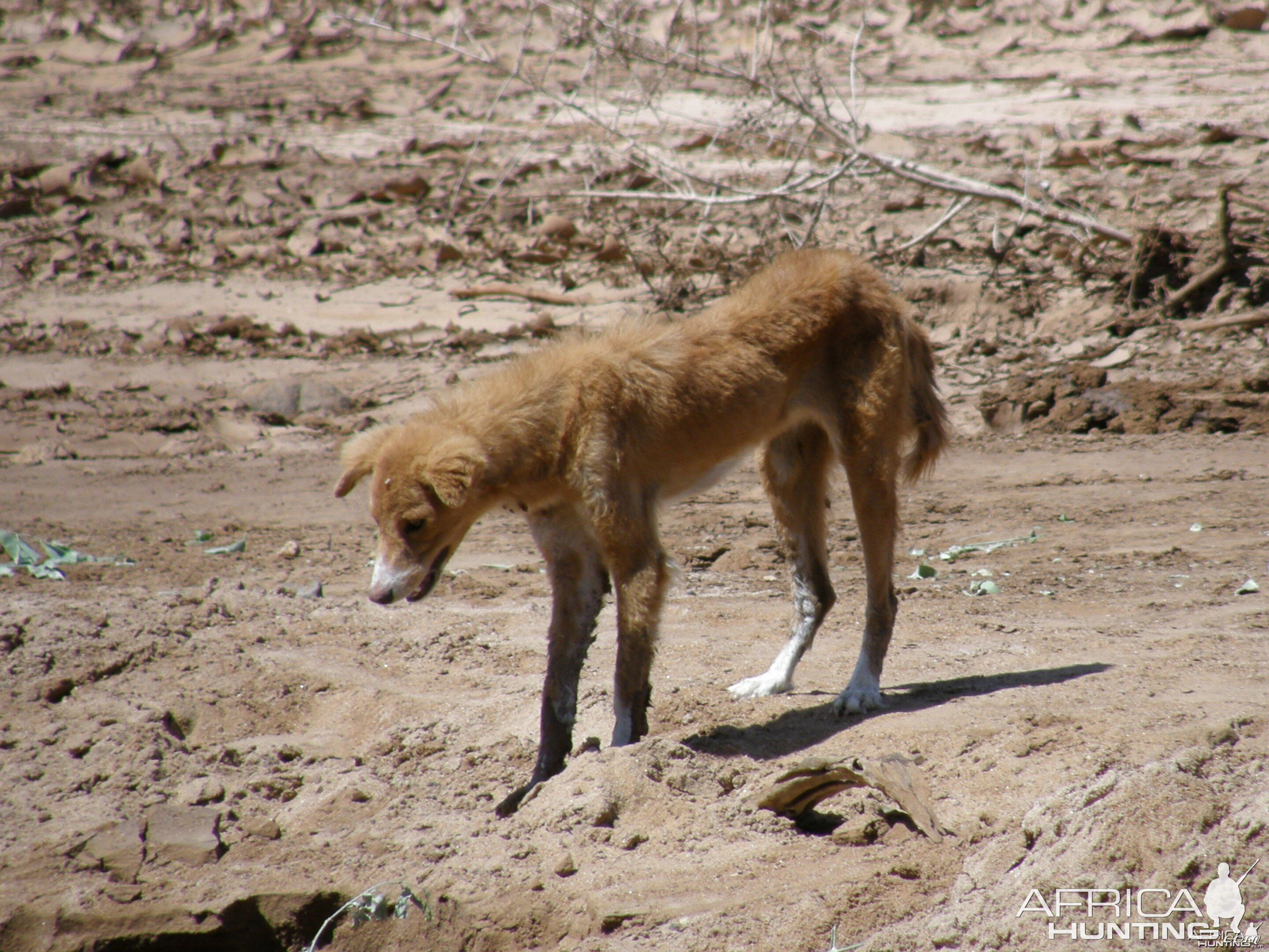 Skinny sad looking dog