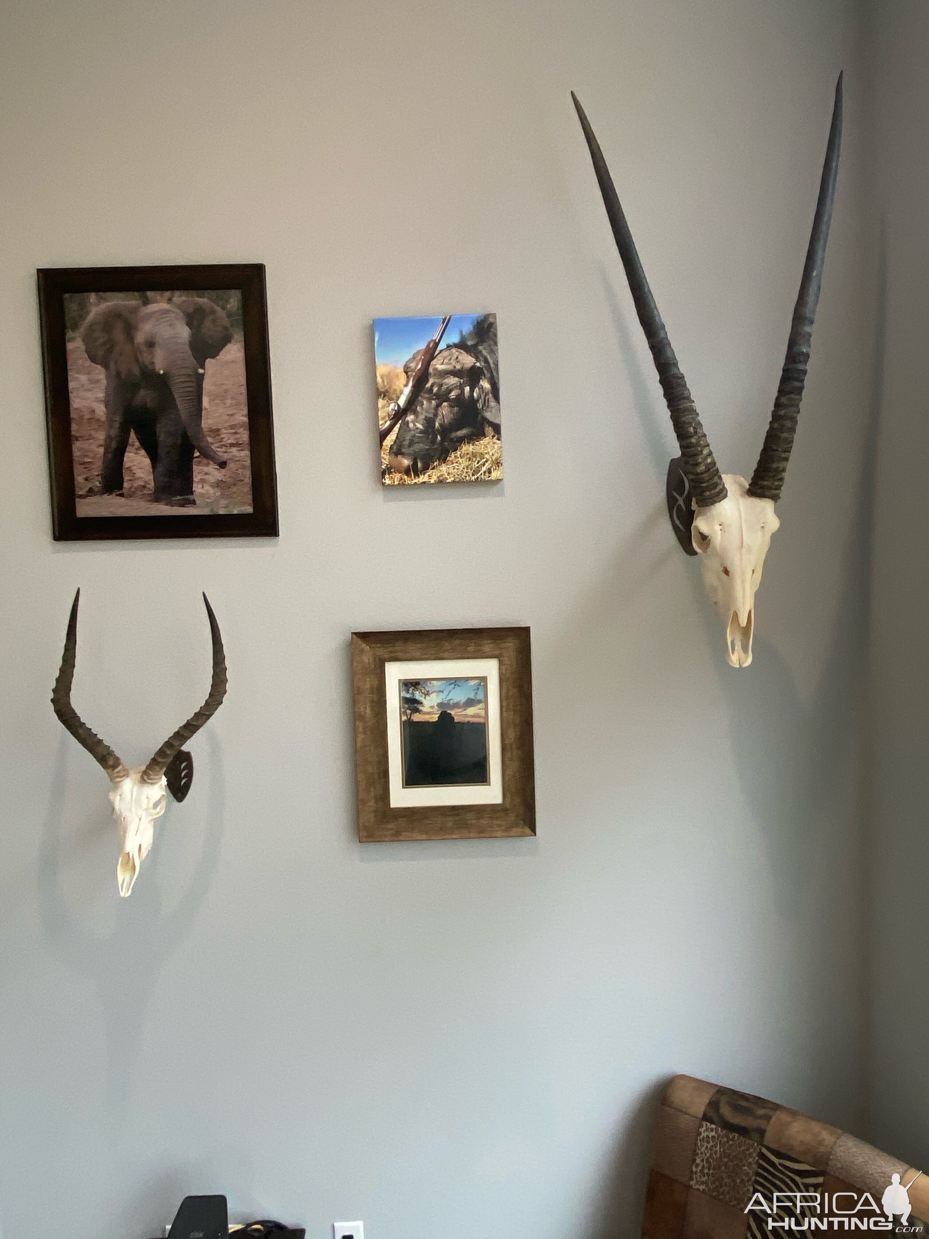 Skull Mounts