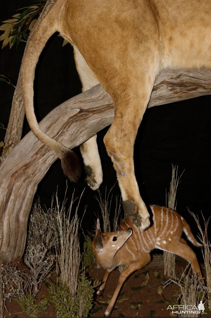 Sleeping Lioness Full Mount Taxidermy Scene