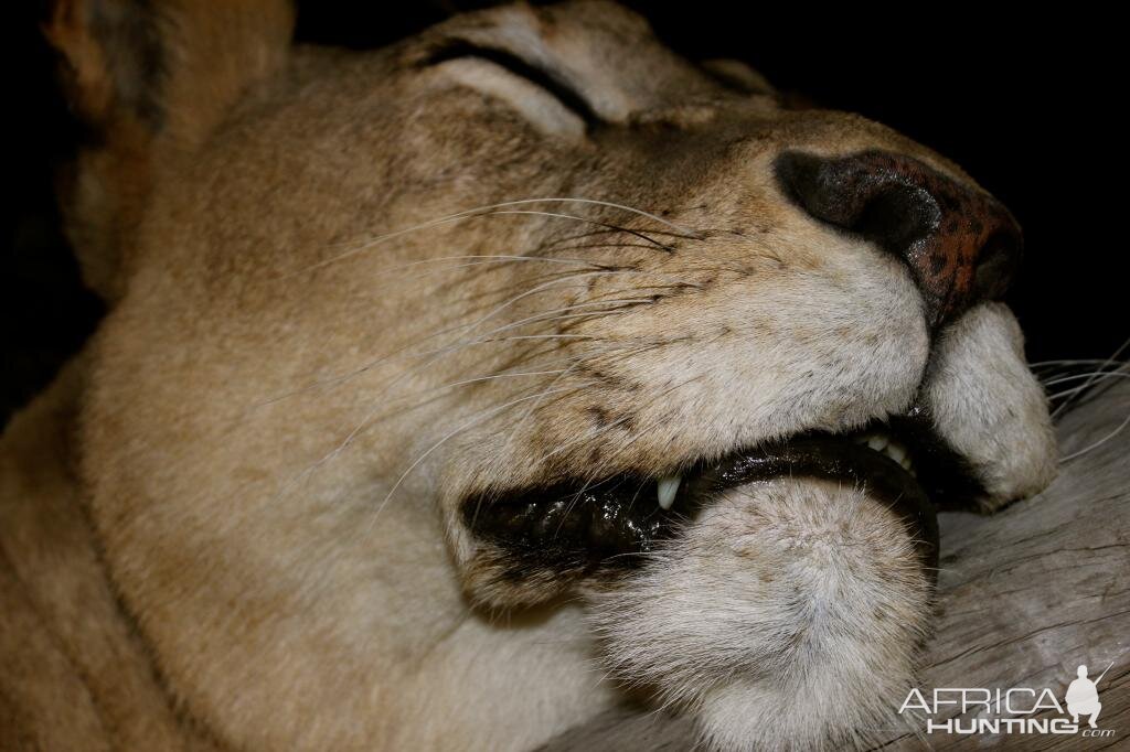 Sleeping Lioness Full Mount Taxidermy Scene