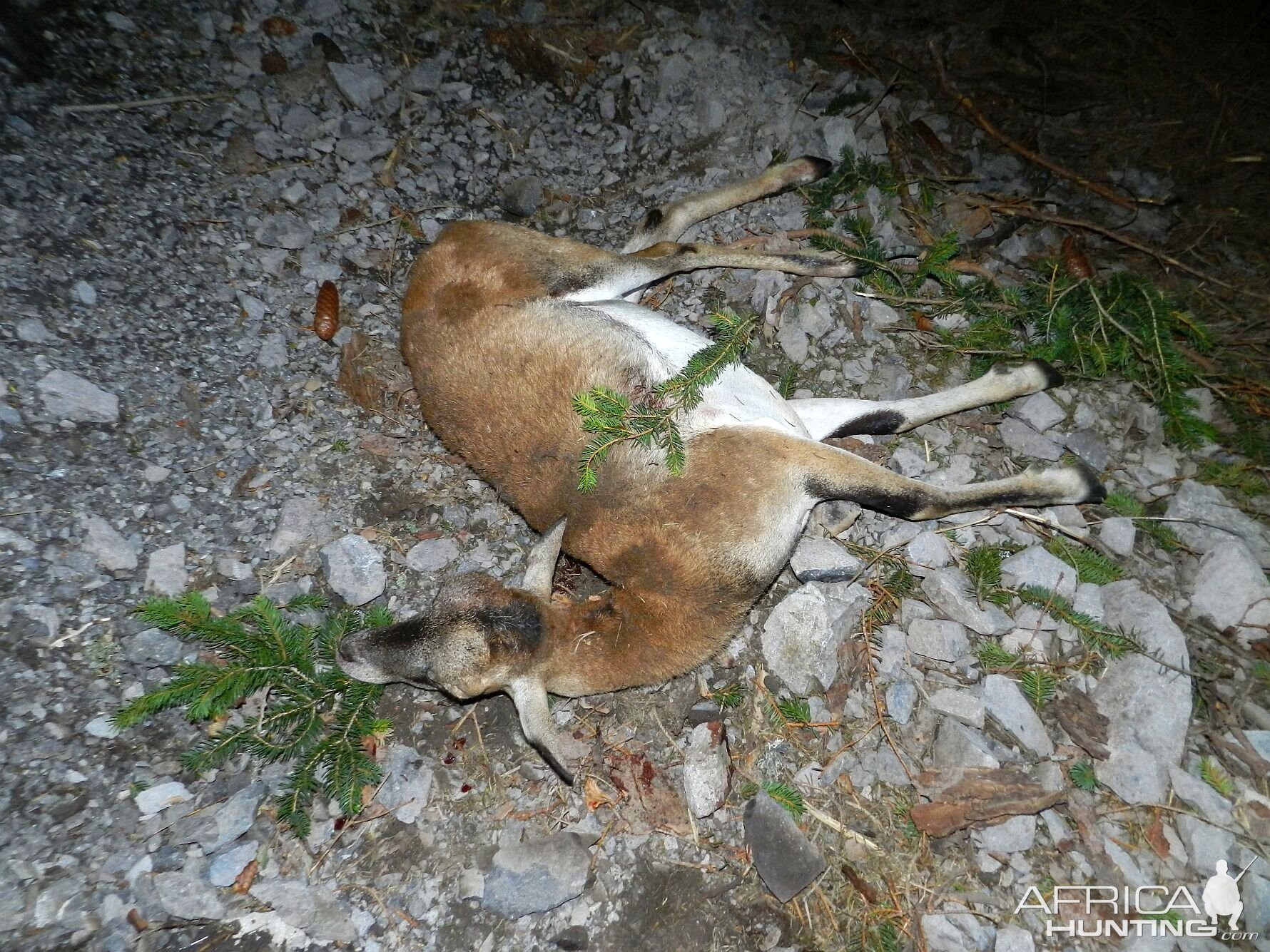 Slovenia Hunting Mouflon