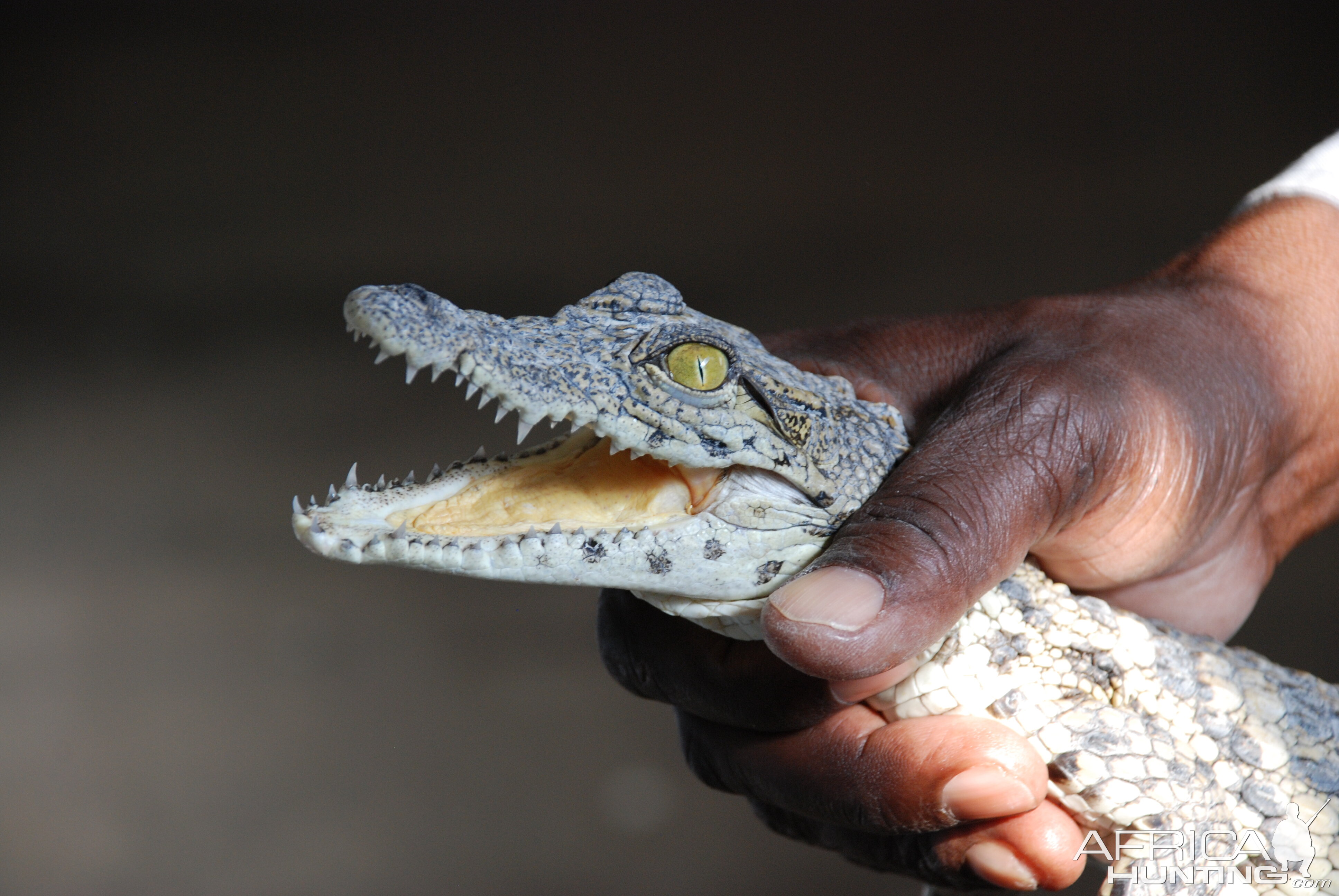 Small Croc Namibia