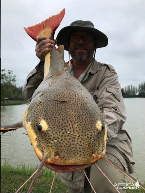 Small red tail catfish