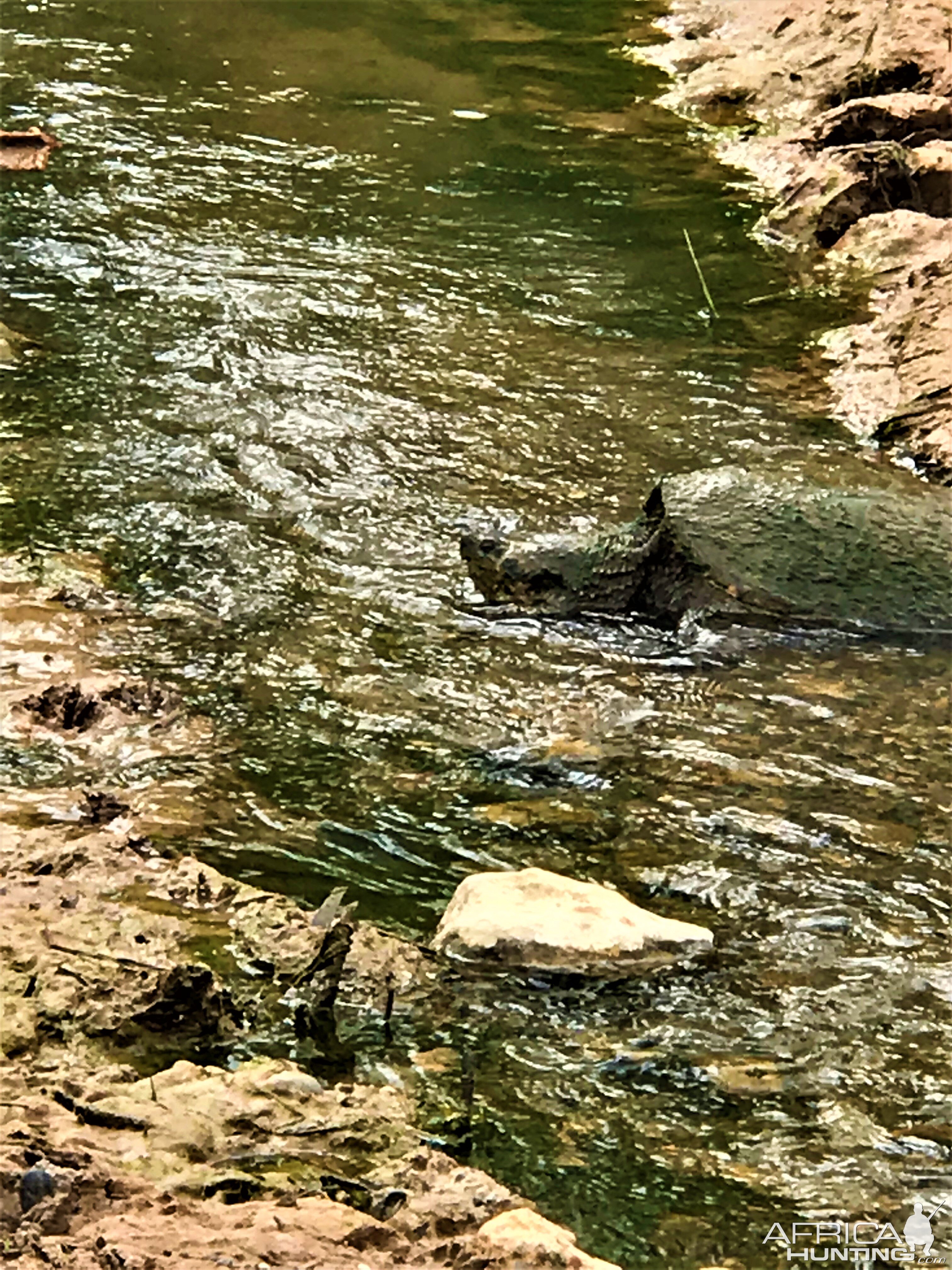 Snapping Turtle Texas USA