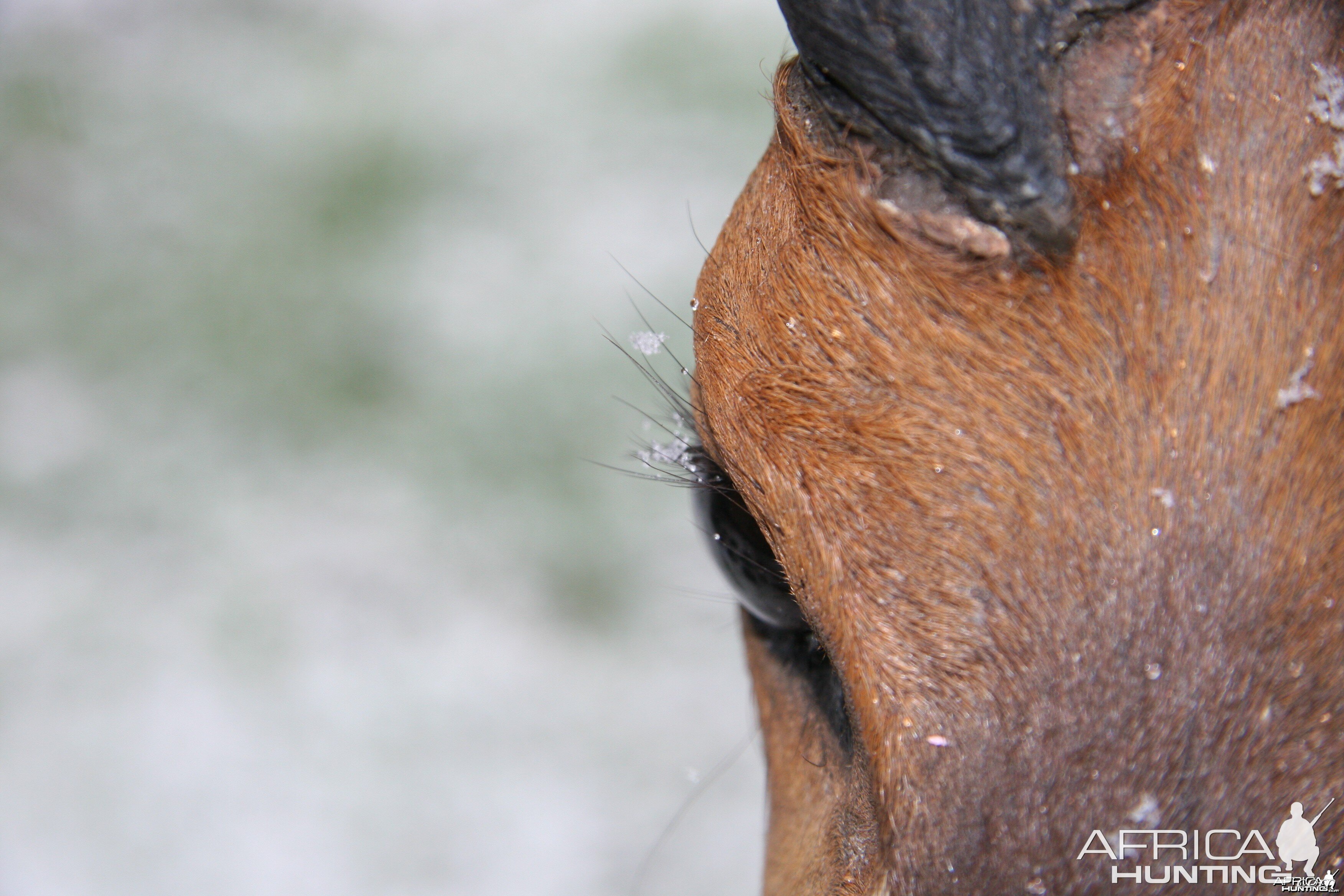 Snow Flakes on Eyelashes