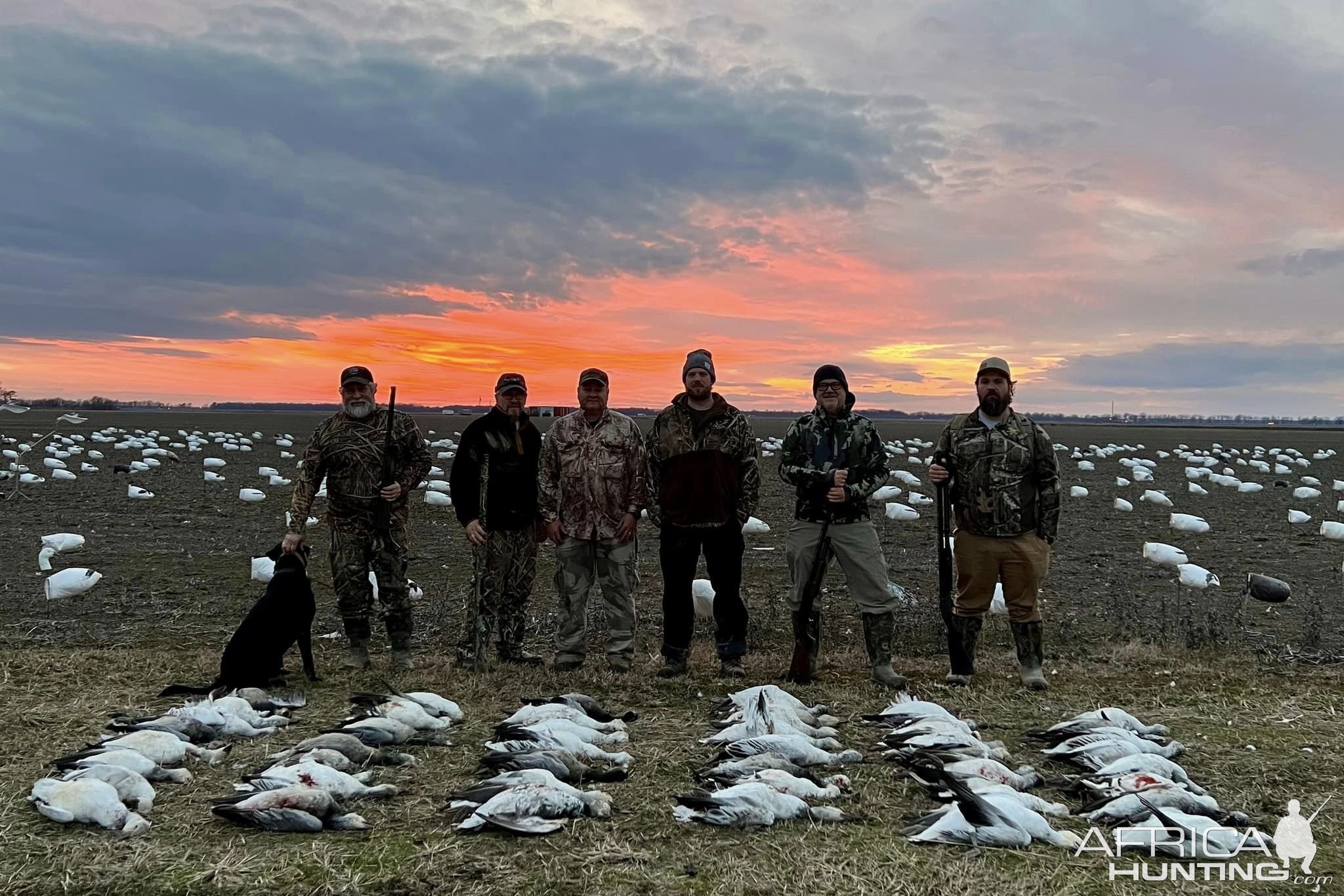 Snow Geese Hunt