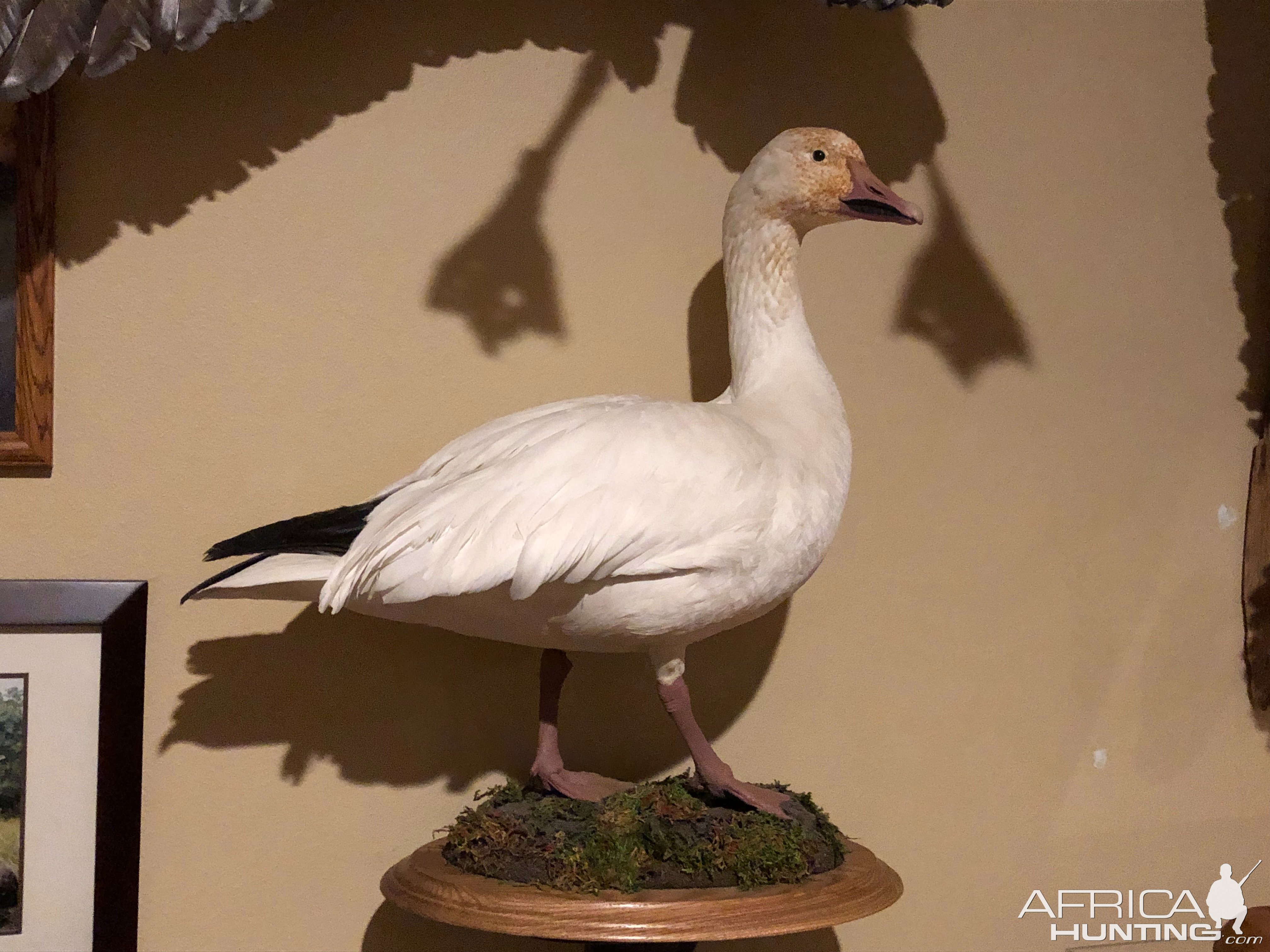 Snow Goose Full Mount Taxidermy